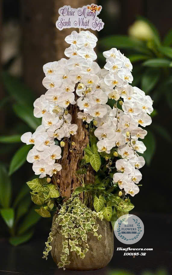 Lan Hồ Điệp Hà Nội. Chậu Lan Hồ Điệp Trắng Ghép Lũa Độc Đáo- Quà Tặng Sinh Nhật Độc Đáo Và Sang Trọng| Eliseflowers
