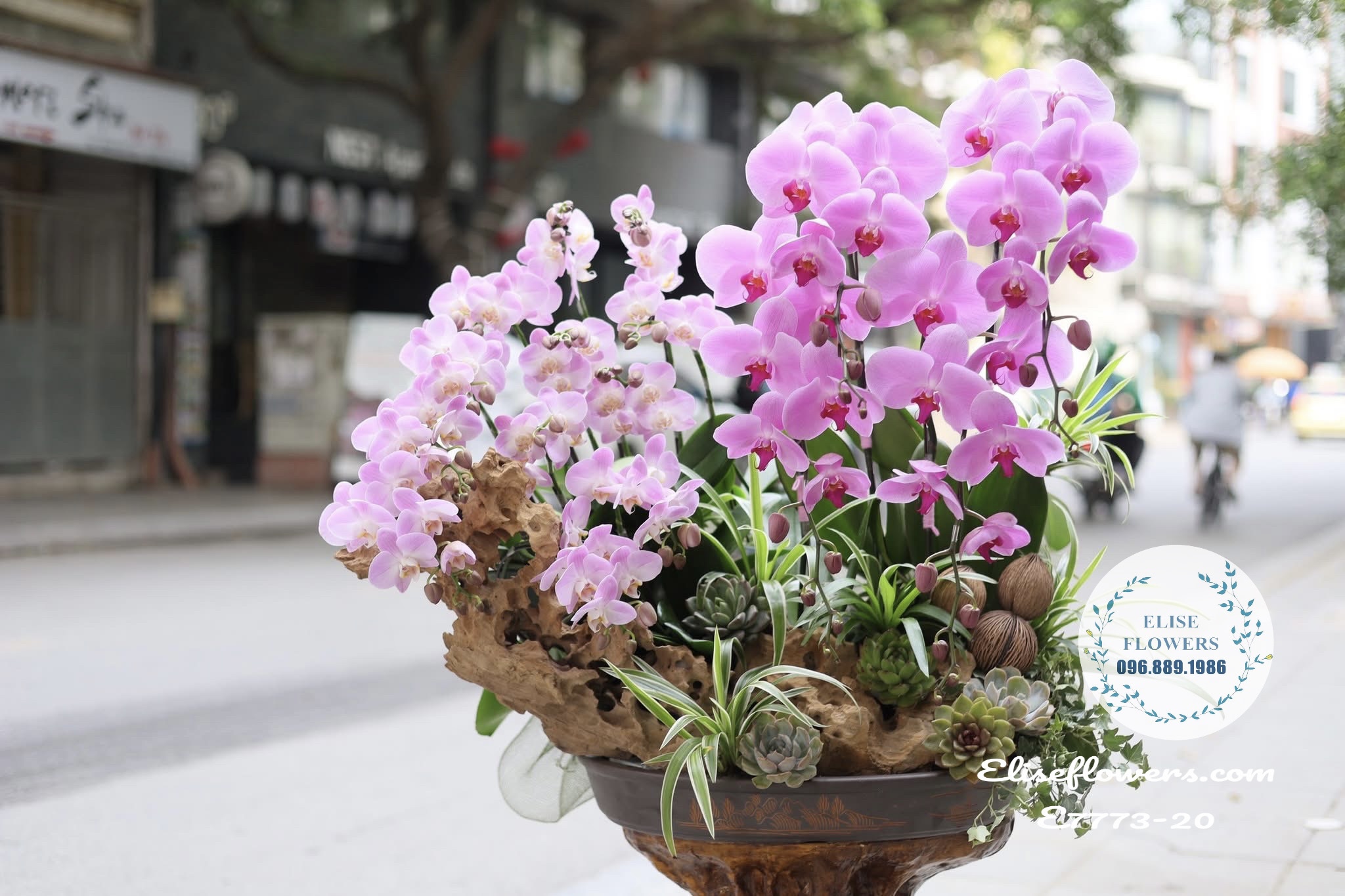 Chậu Lan Hồ Điệp Ghép Lũa Trưng Tết