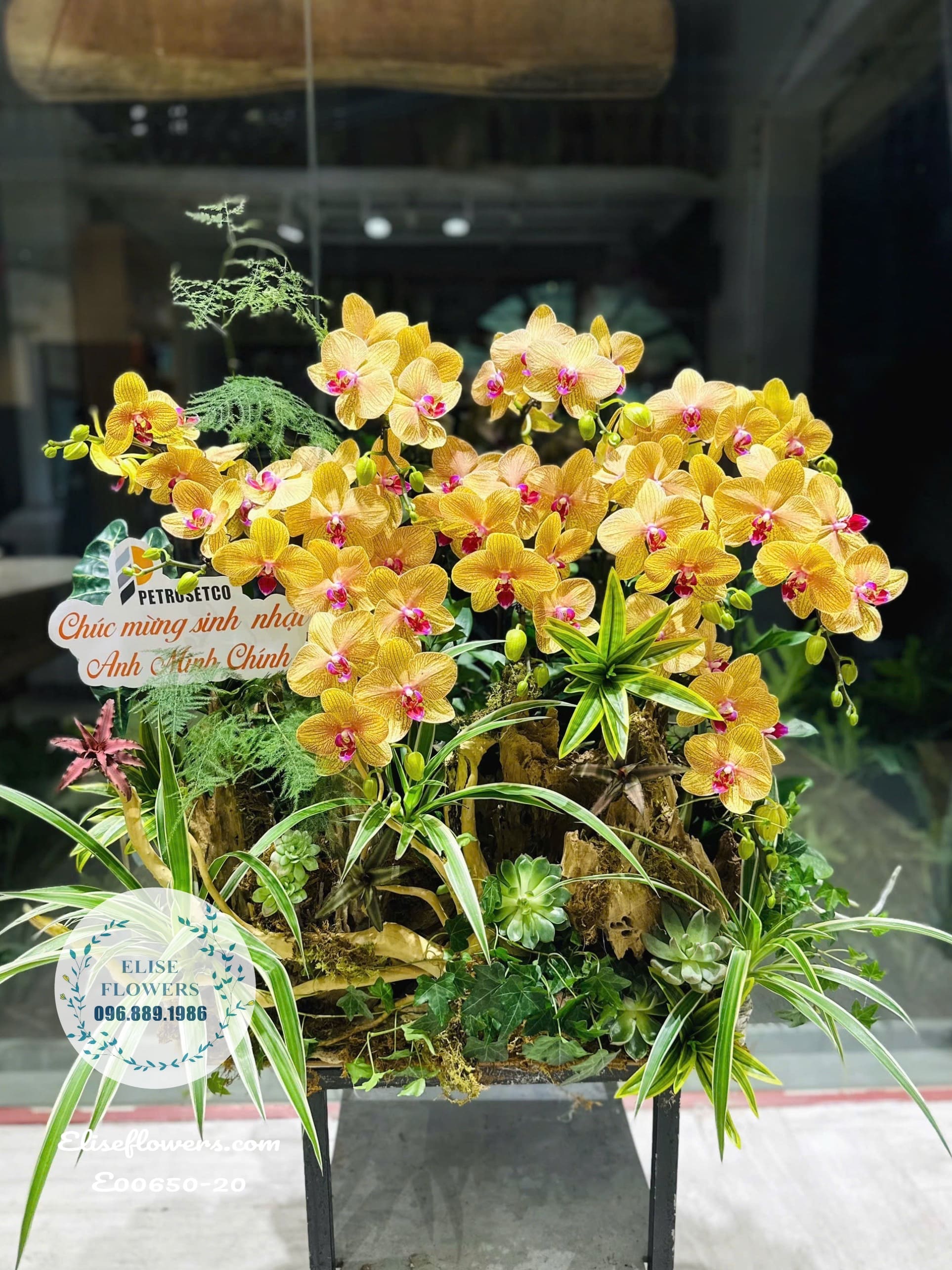 Chậu Lan Hồ Điệp Cam Vàng Sọc Ghép Lũa Cao Cấp – Đẳng Cấp Quà Tặng Phong Thủy