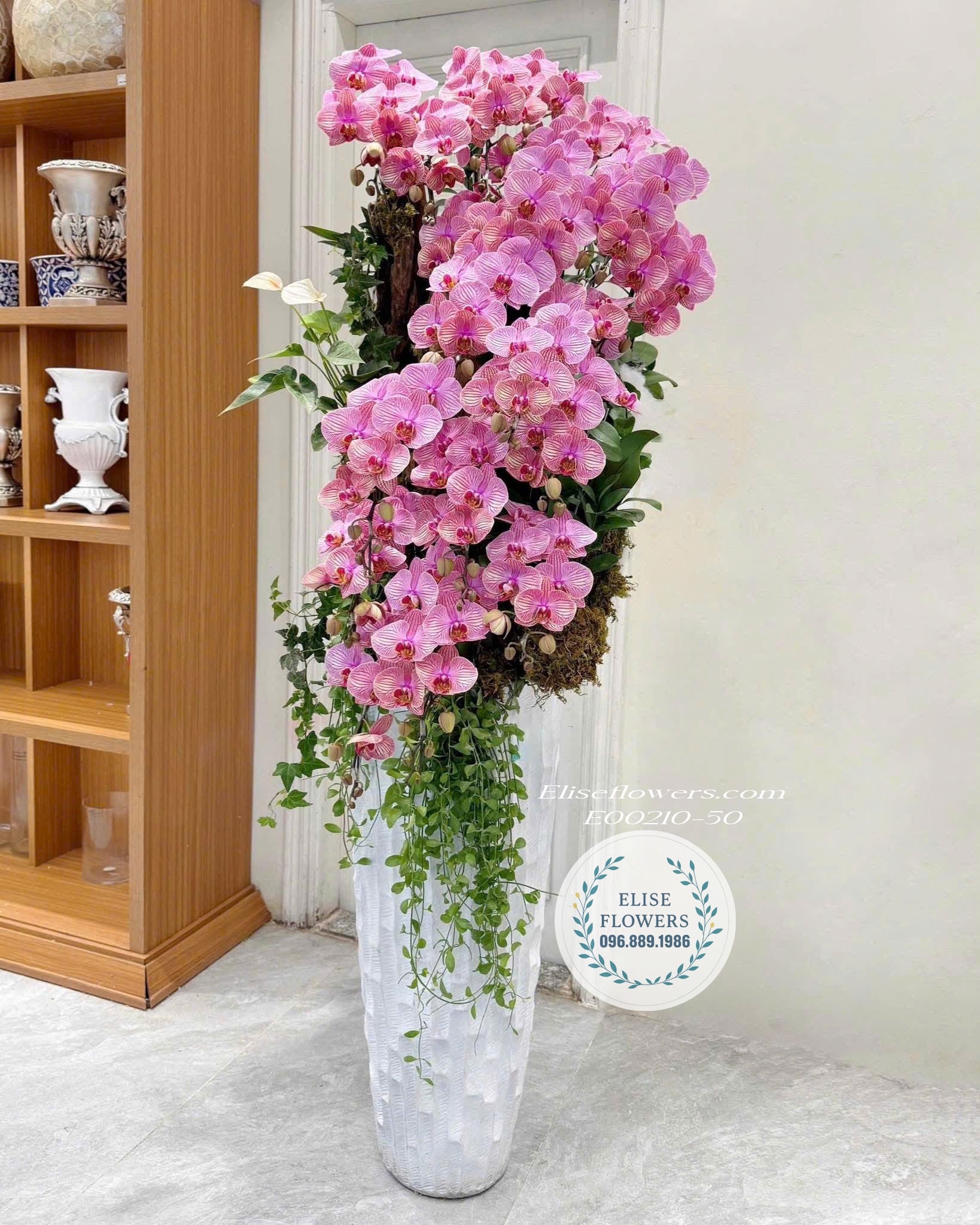 Mẫu Lan Hồ Điệp Tím Đẹp Trang Trí Sảnh Tiệc, Showroom Cao Cấp Tại Eliseflowers