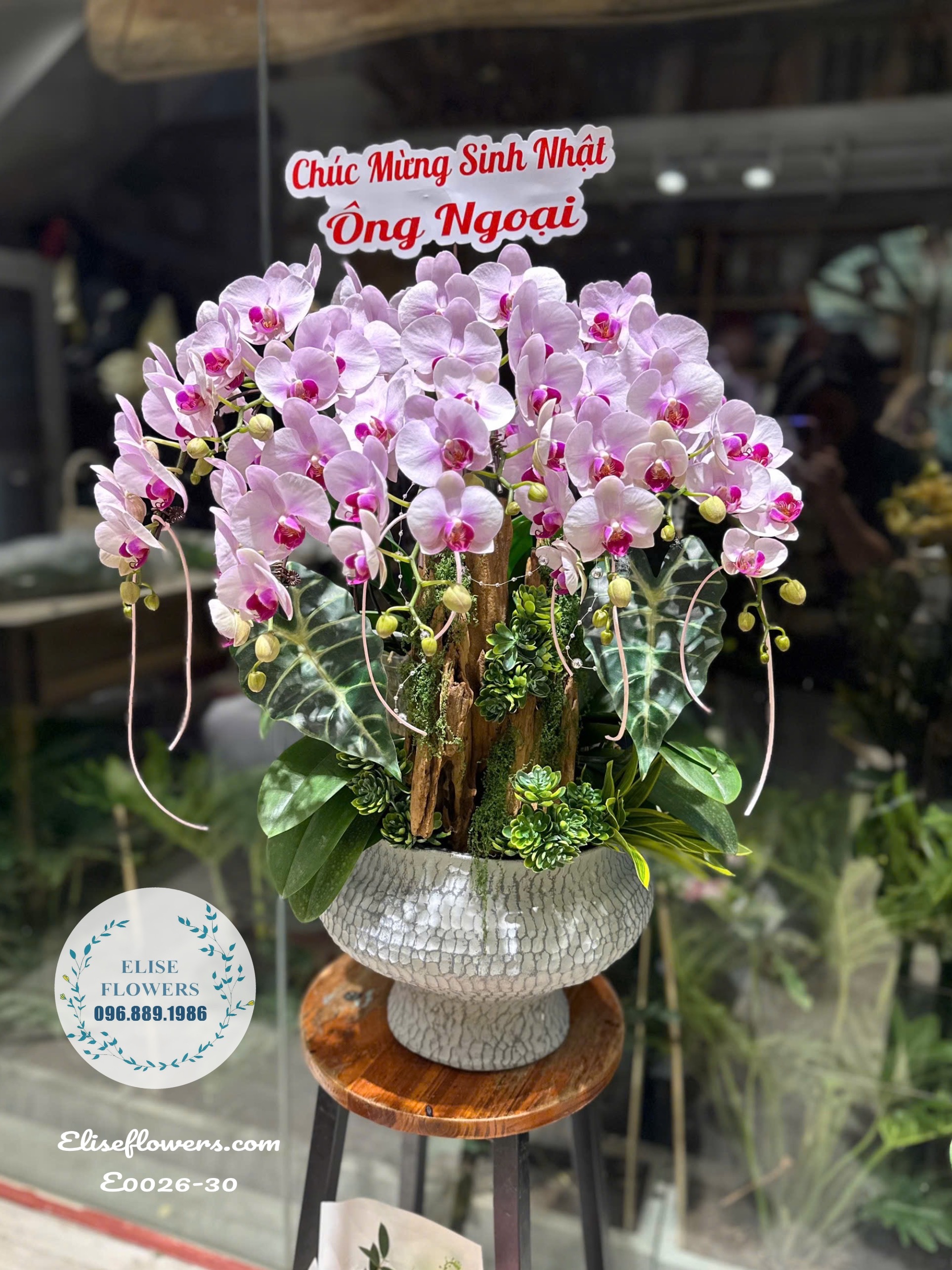 Chậu Lan Hồ Điệp Hồng Phớt Cao Cấp Chúc Mừng Sinh Nhật Ông Bà