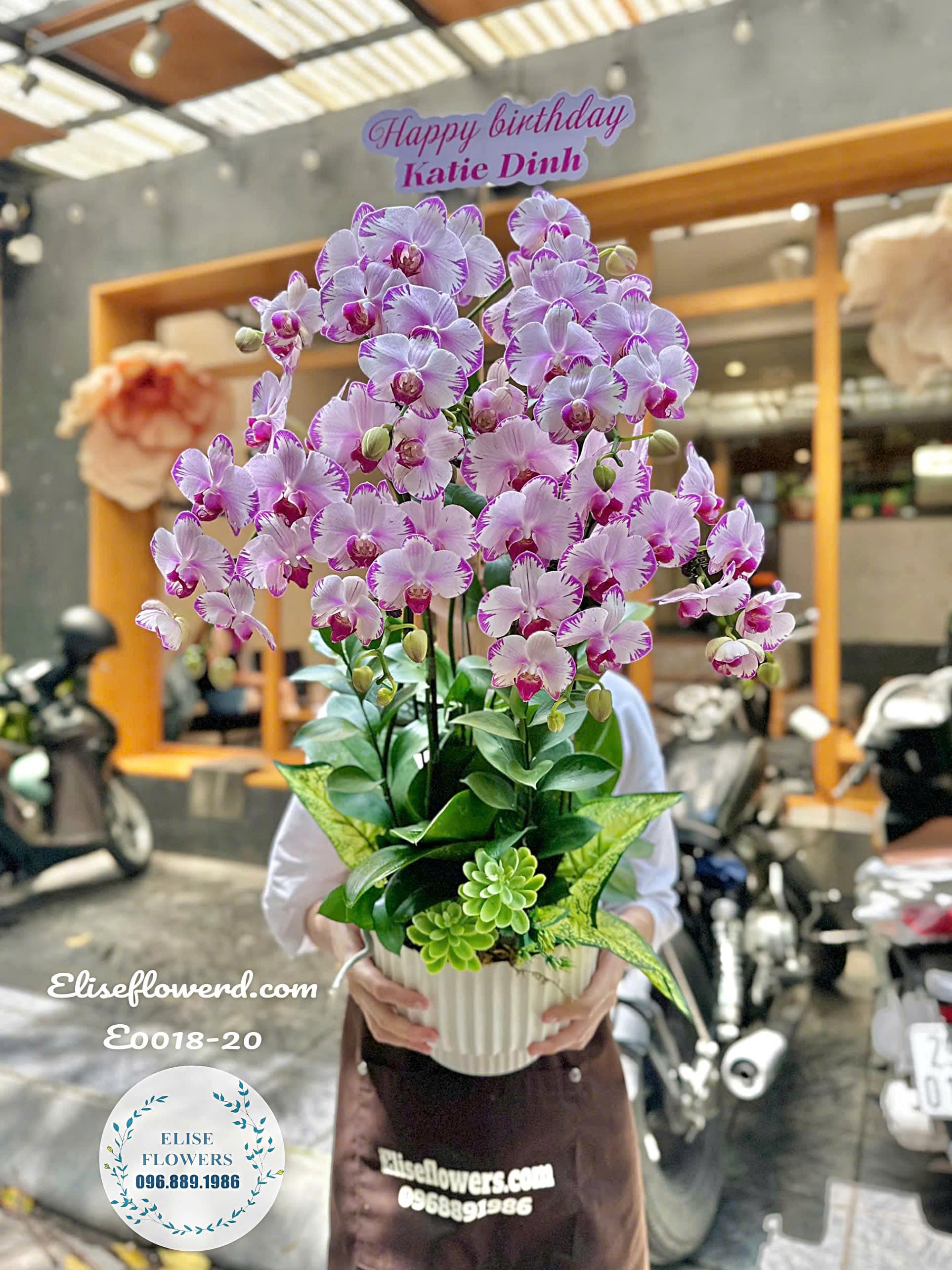 Chậu Lan Hồ Điệp Mini Màu Sắc Độc Đáo Mừng Sinh Nhật| Eliseflowers