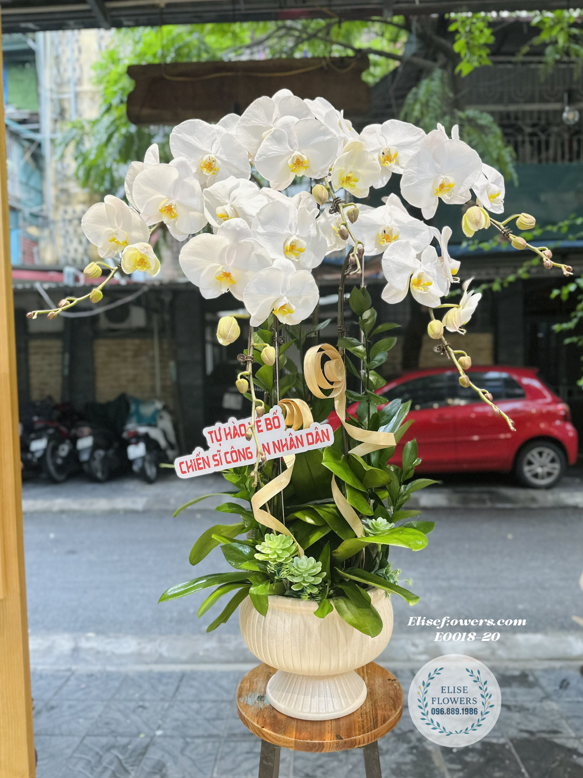 Chậu Lan Hồ Điệp Trắng 5 Cành- Quà Tặng Sang Trọng Và Ý Nghĩa| Eliseflowers