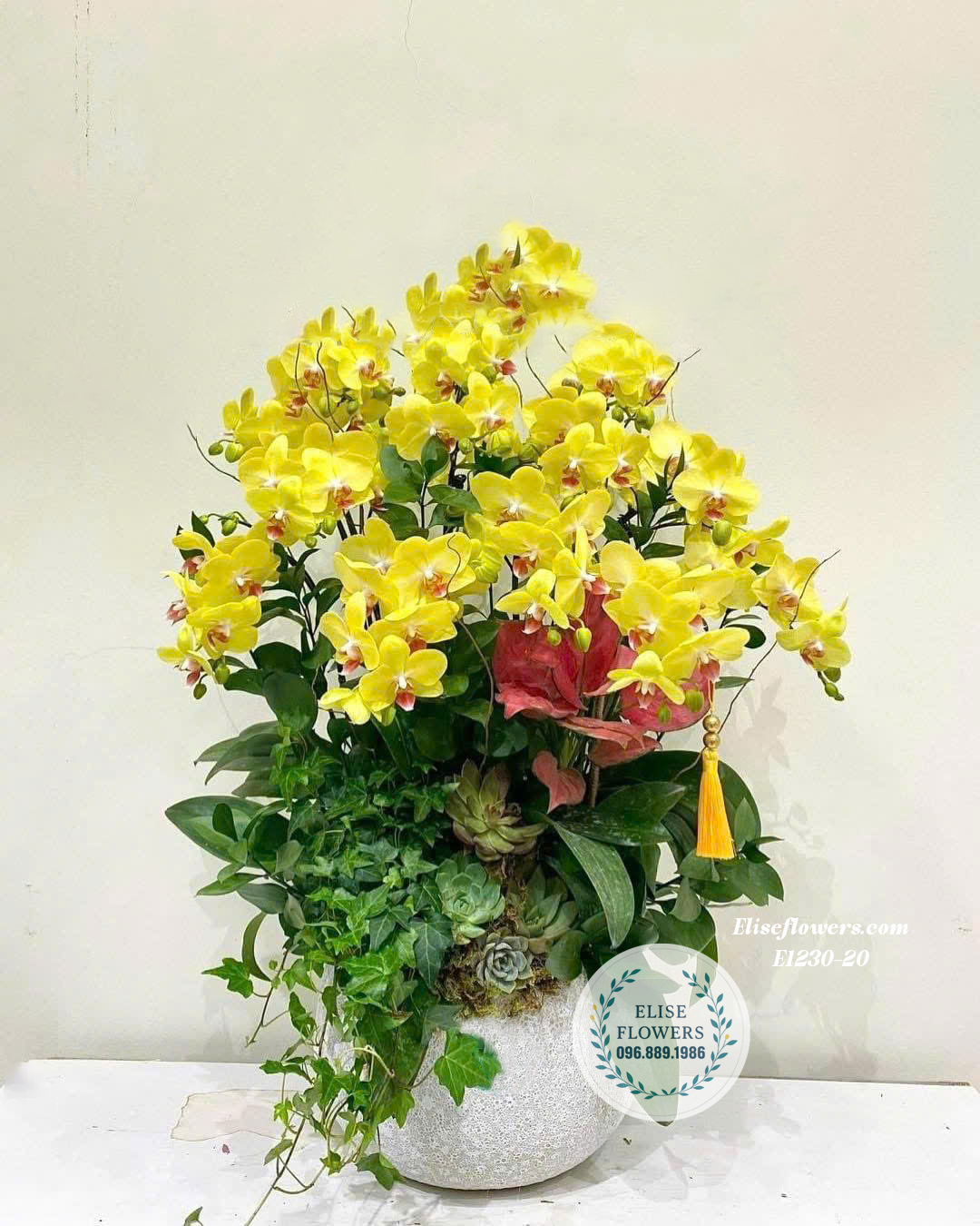 Lan Hồ Điệp Hà Nội. Chậu Lan Hồ Điệp Mang Sắc Vàng Rực Rỡ Đón Tết| Eliseflowers- Điện Hoa Tươi, Lan Hồ Điệp Uy Tín Tại Hà Nội