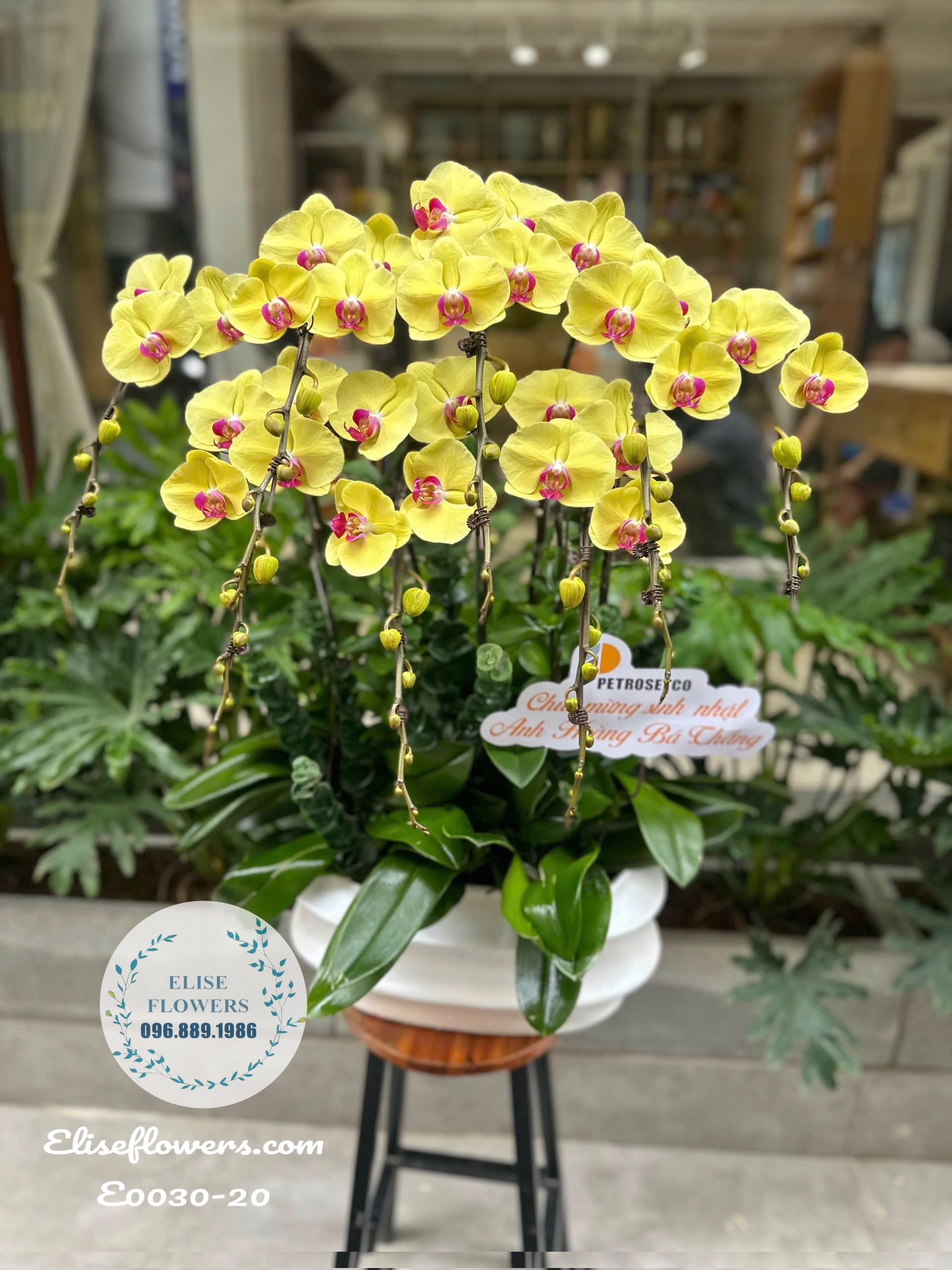 Chậu Lan Hồ Điệp Xanh Táo Cao Cấp Tặng Sinh Nhật Đối Tác Tại Cầu Giấy