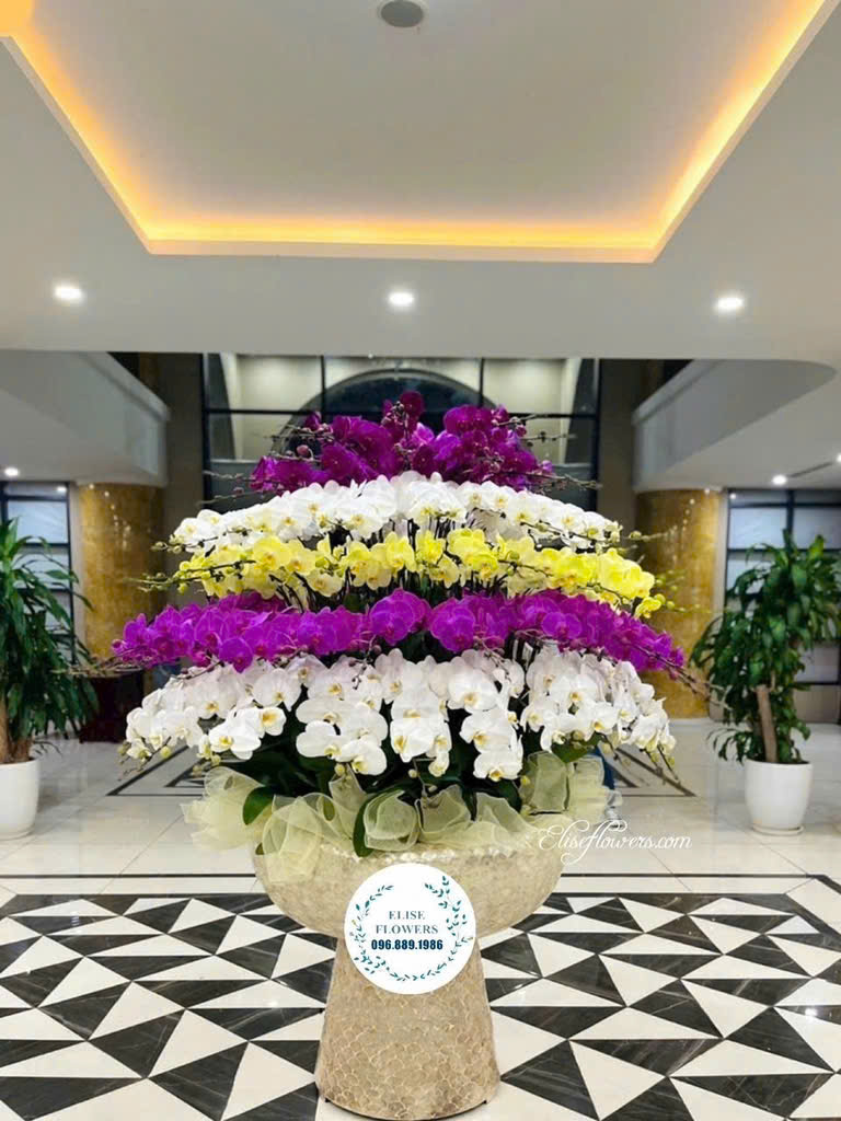 Chậu Lan Hồ Điệp Sang Trọng Mừng Kỷ Niệm Thành Lập Công Ty