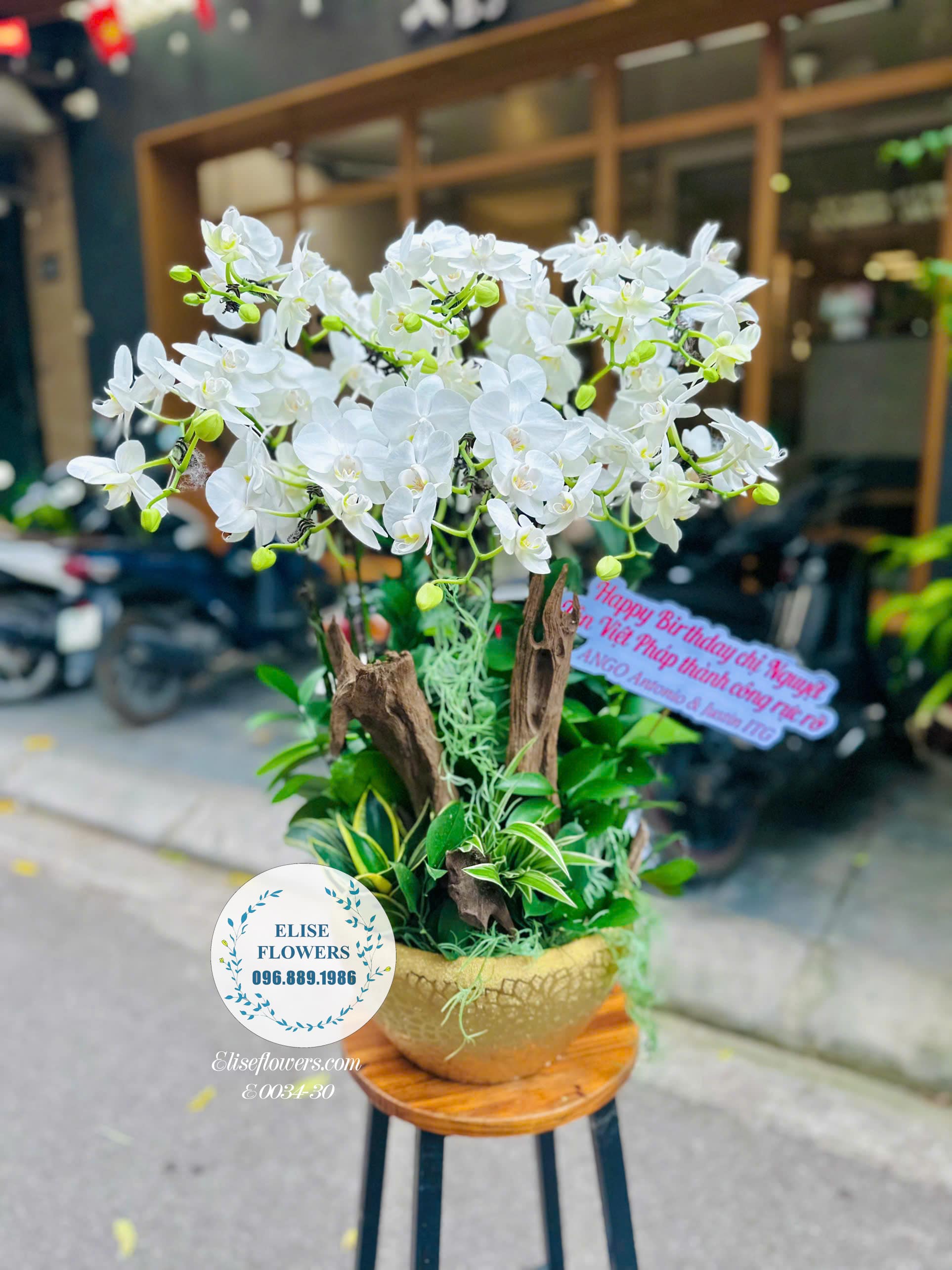 Chậu Lan Hồ Điệp Trắng Ghép Lũa Cao Cấp- Quà Tặng Tinh Tế Và Sang Trọng| Eliseflowers