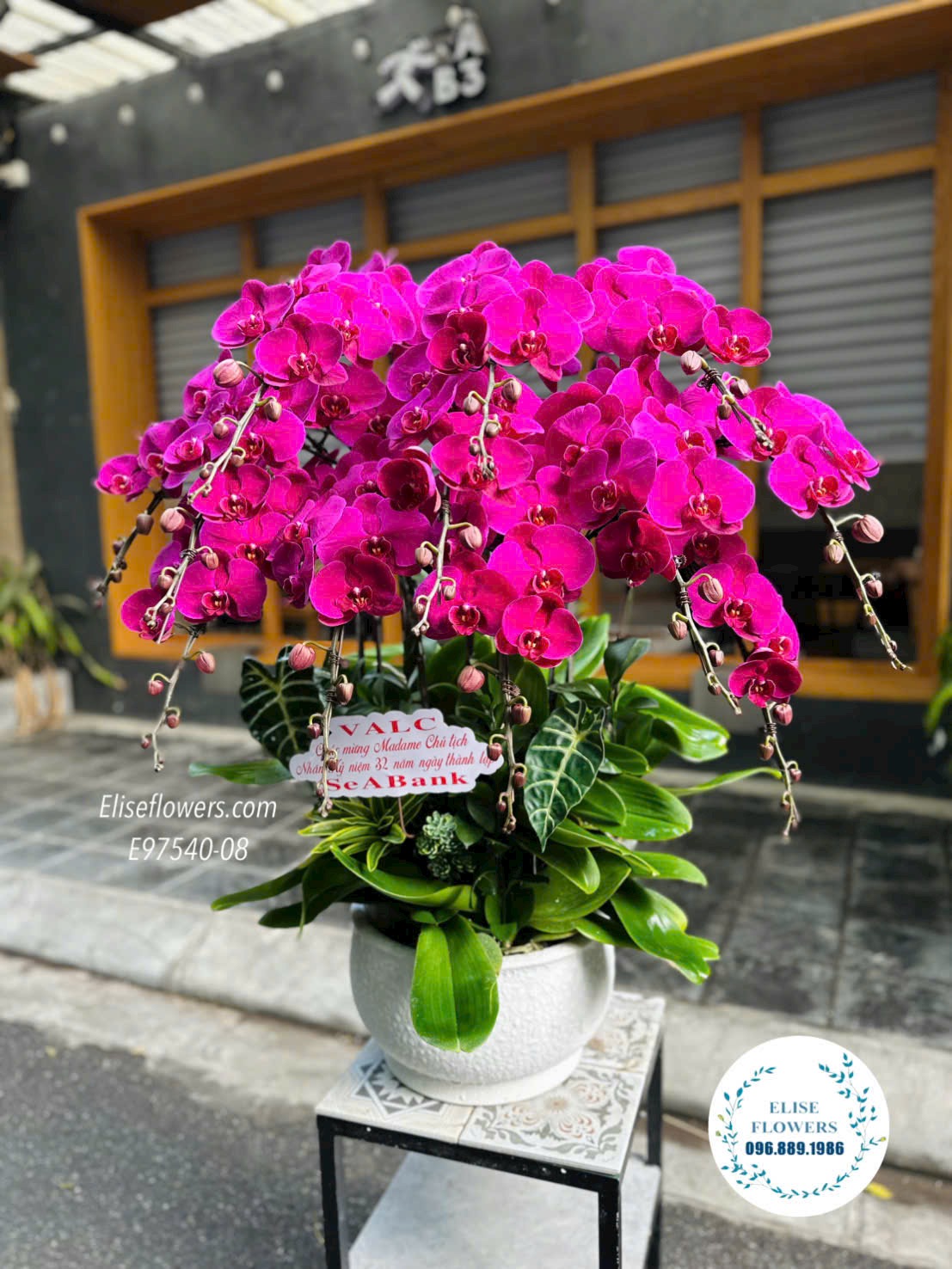 Lan Hồ Điệp Hà Nội. Chậu Lan Hồ Điệp Đỏ Ớt Cao Cấp Làm Quà Tặng.