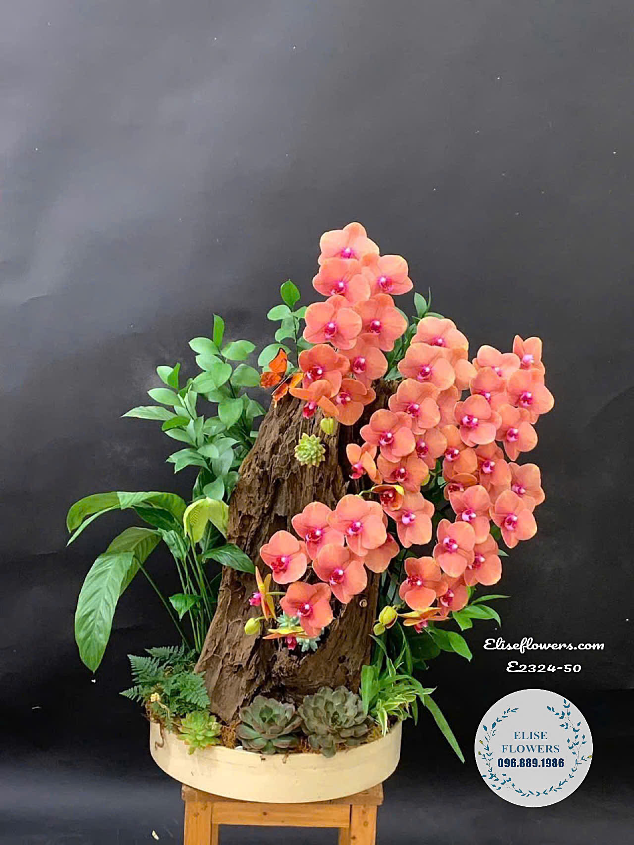 Chậu Lan Hồ Điệp Cam San Hô Ghép Lũa Độc Đáo