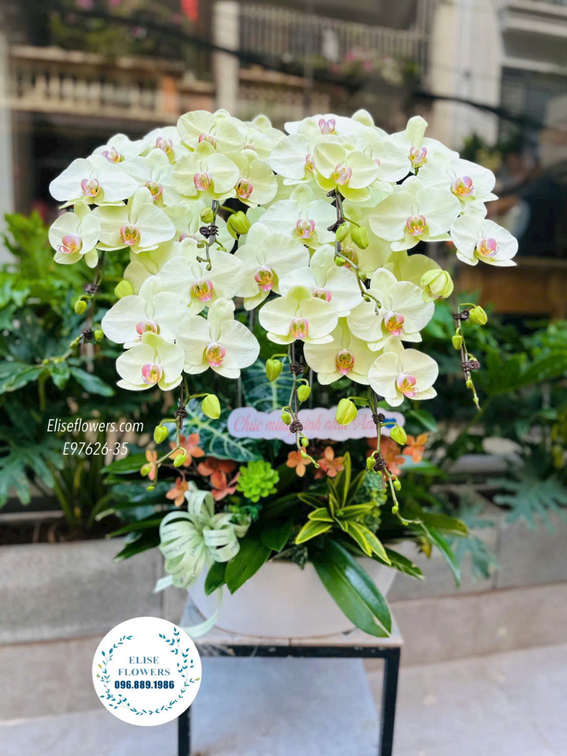 Lan Hồ Điệp Hà Nội. Chậu Lan Hồ Điệp Xanh Táo Cao Cấp Tặng Sinh Nhật