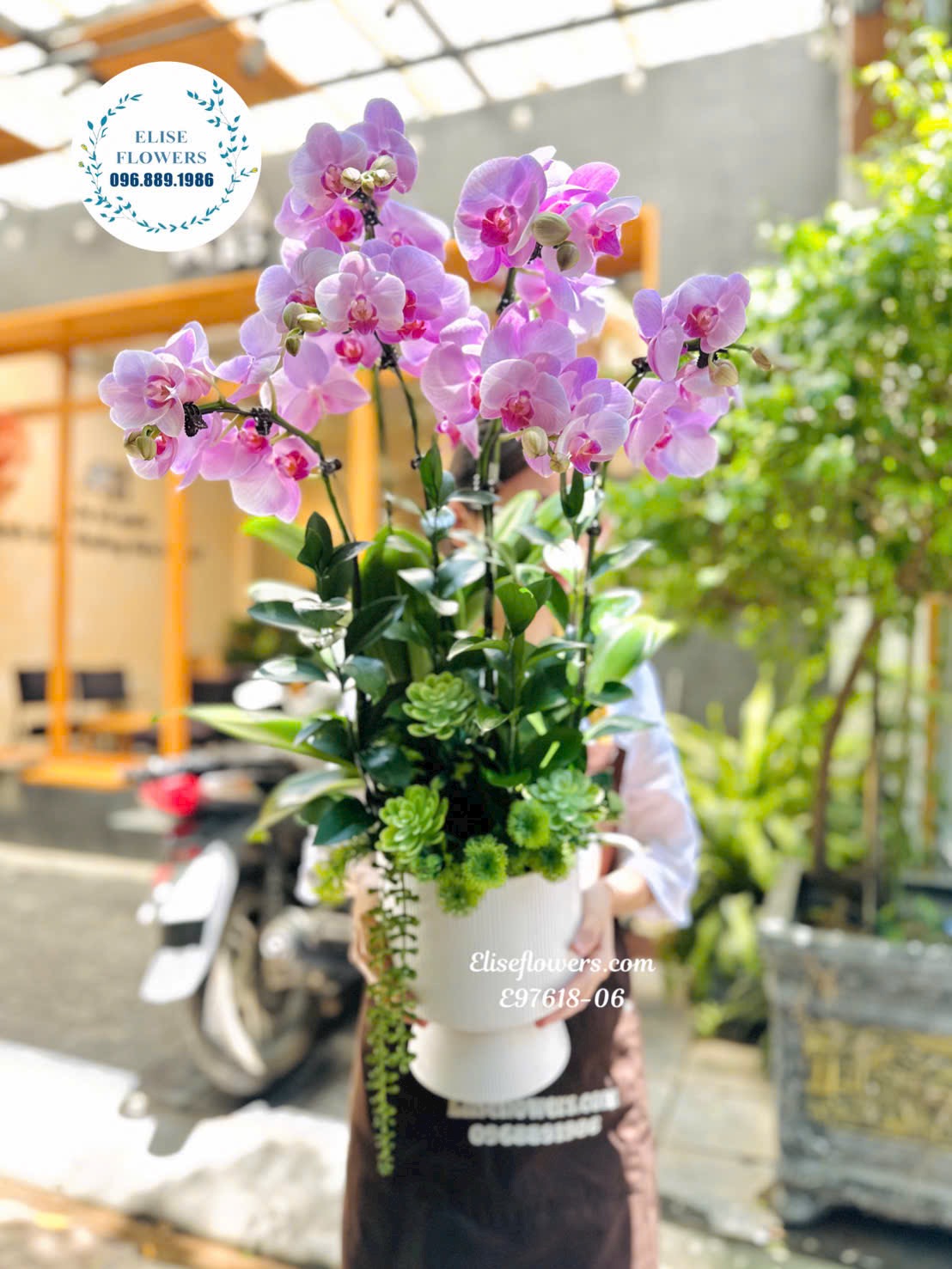 Chậu Lan Hồ Điệp Cao Cấp Tặng Bạn Tại Hà Nội
