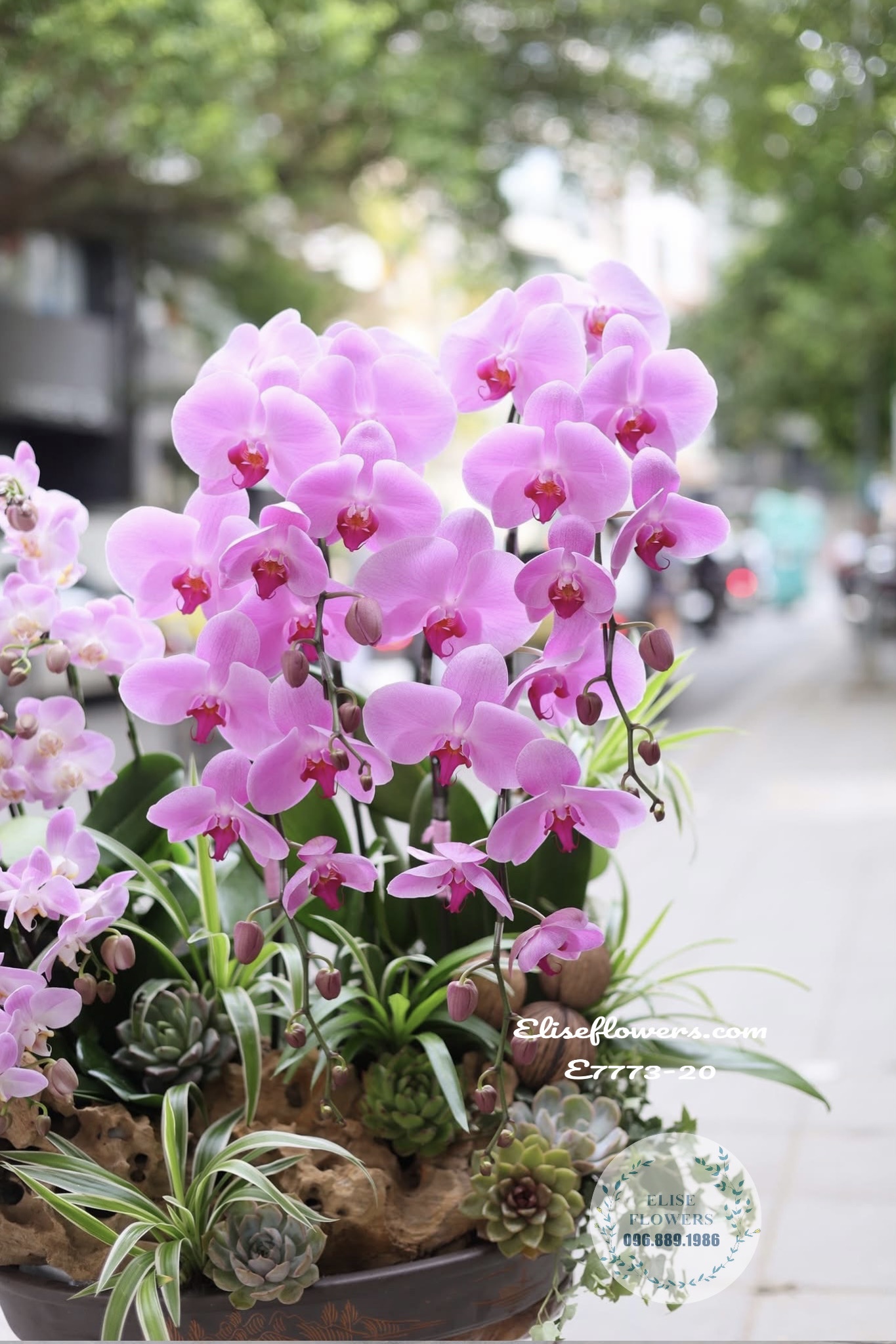 Lan Hồ Điệp Trưng Tết Sang Trọng