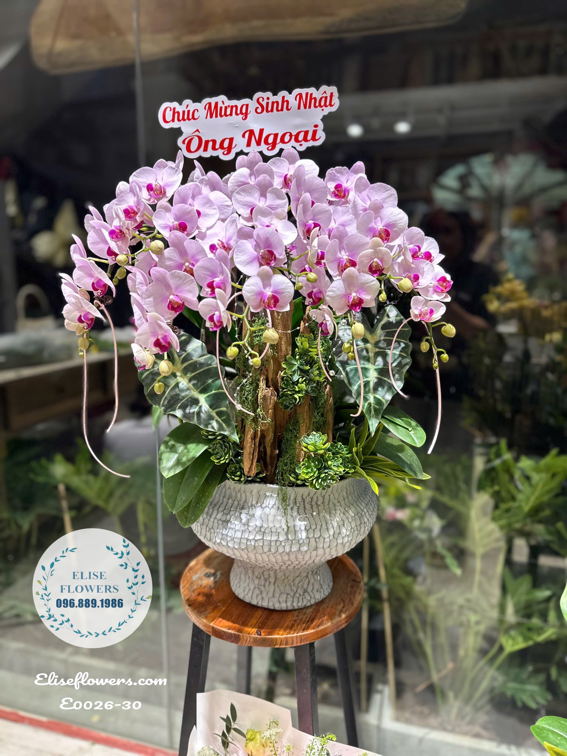 Chậu Lan Hồ Điệp Hồng Phớt Cao Cấp Chúc Mừng Sinh Nhật Ông Bà