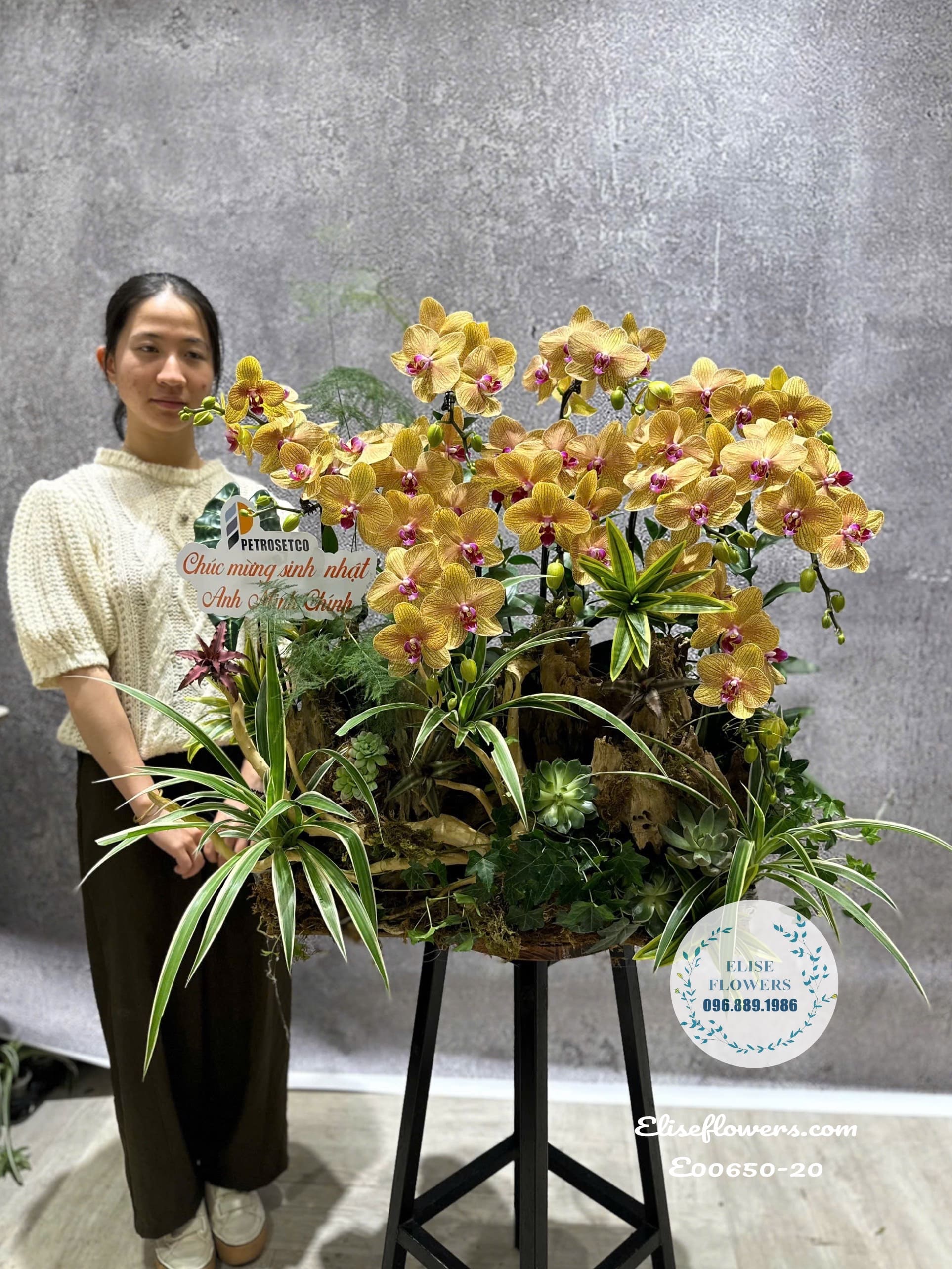 Chậu Lan Hồ Điệp Cam Vàng Sọc Ghép Lũa Cao Cấp – Đẳng Cấp Quà Tặng Phong Thủy