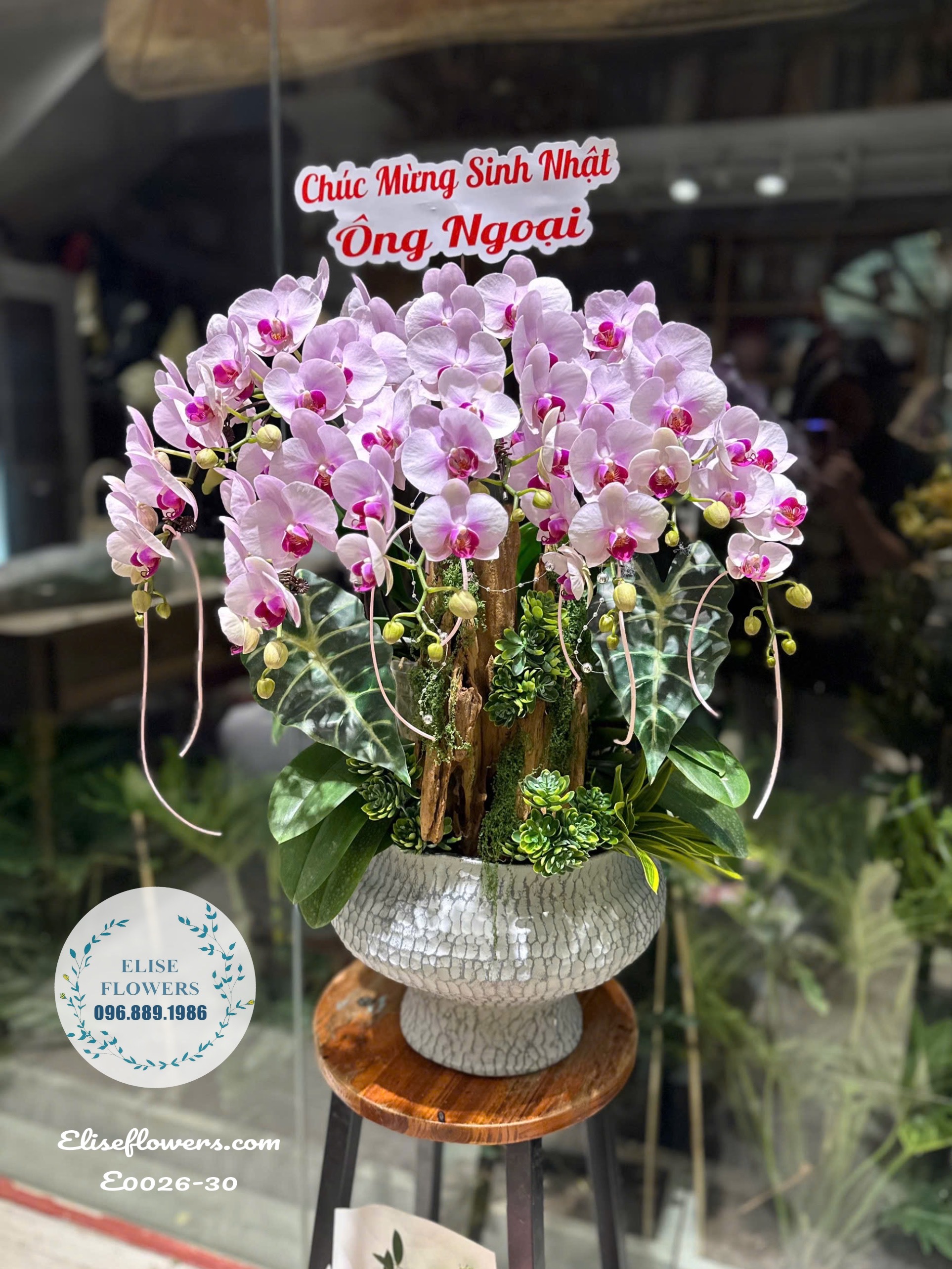 Chậu Lan Hồ Điệp Hồng Phớt Cao Cấp Chúc Mừng Sinh Nhật Ông Bà