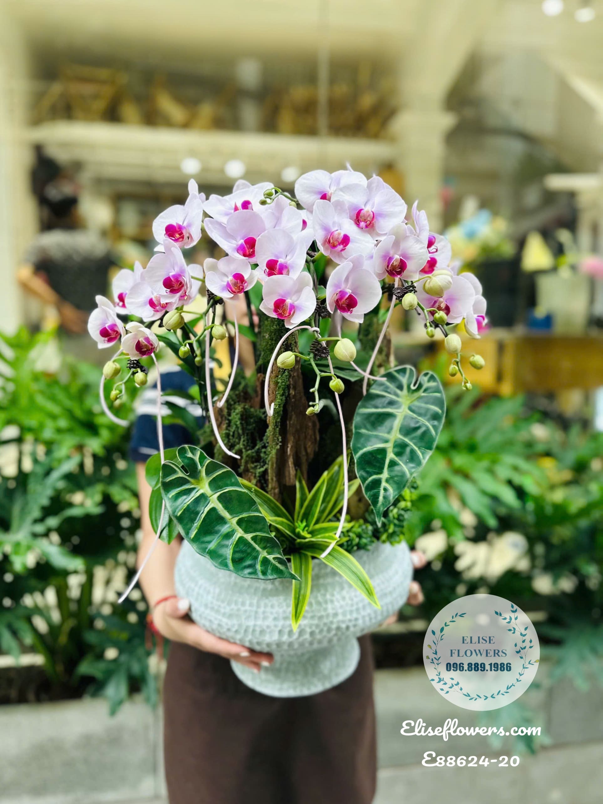 Chậu Lan Hồ Điệp Hồng Phớt Ghép Lũa Cao Cấp Tại Cầu Giấy- Hà Nội.