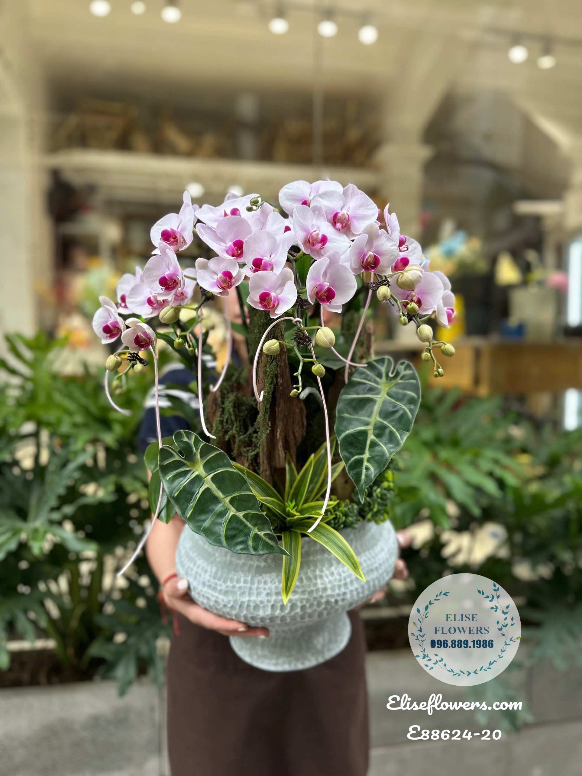 Chậu Lan Hồ Điệp Hồng Phớt Ghép Lũa Cao Cấp Tại Cầu Giấy- Hà Nội.