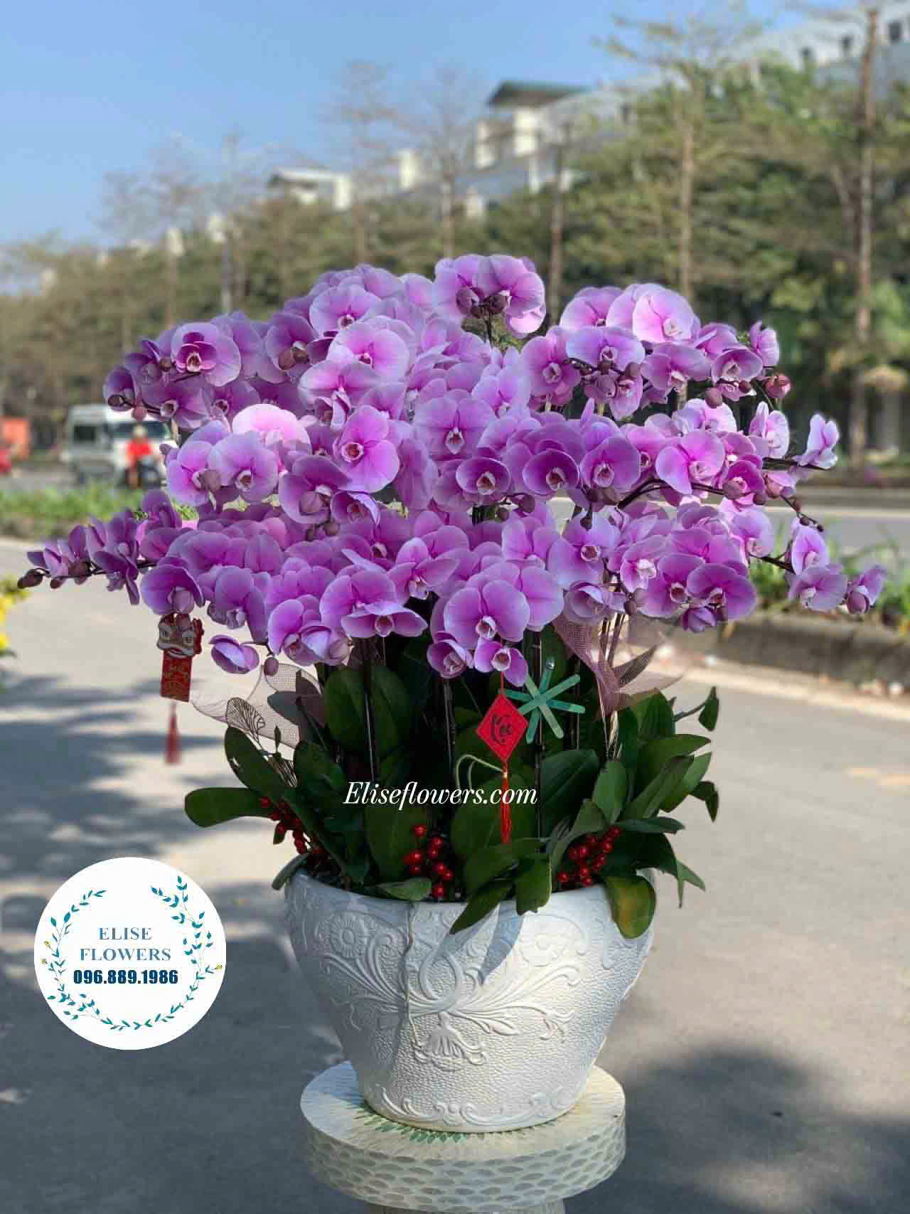 Chậu Lan Hồ Điệp 30 Cành Hồng Trắng Đẹp Ở Hà Nội