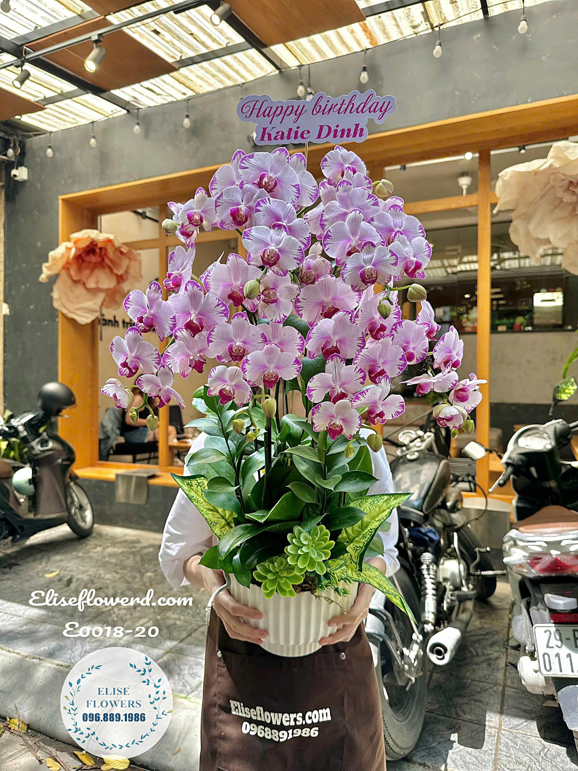 Chậu Lan Hồ Điệp Mini Màu Sắc Độc Đáo Mừng Sinh Nhật| Eliseflowers