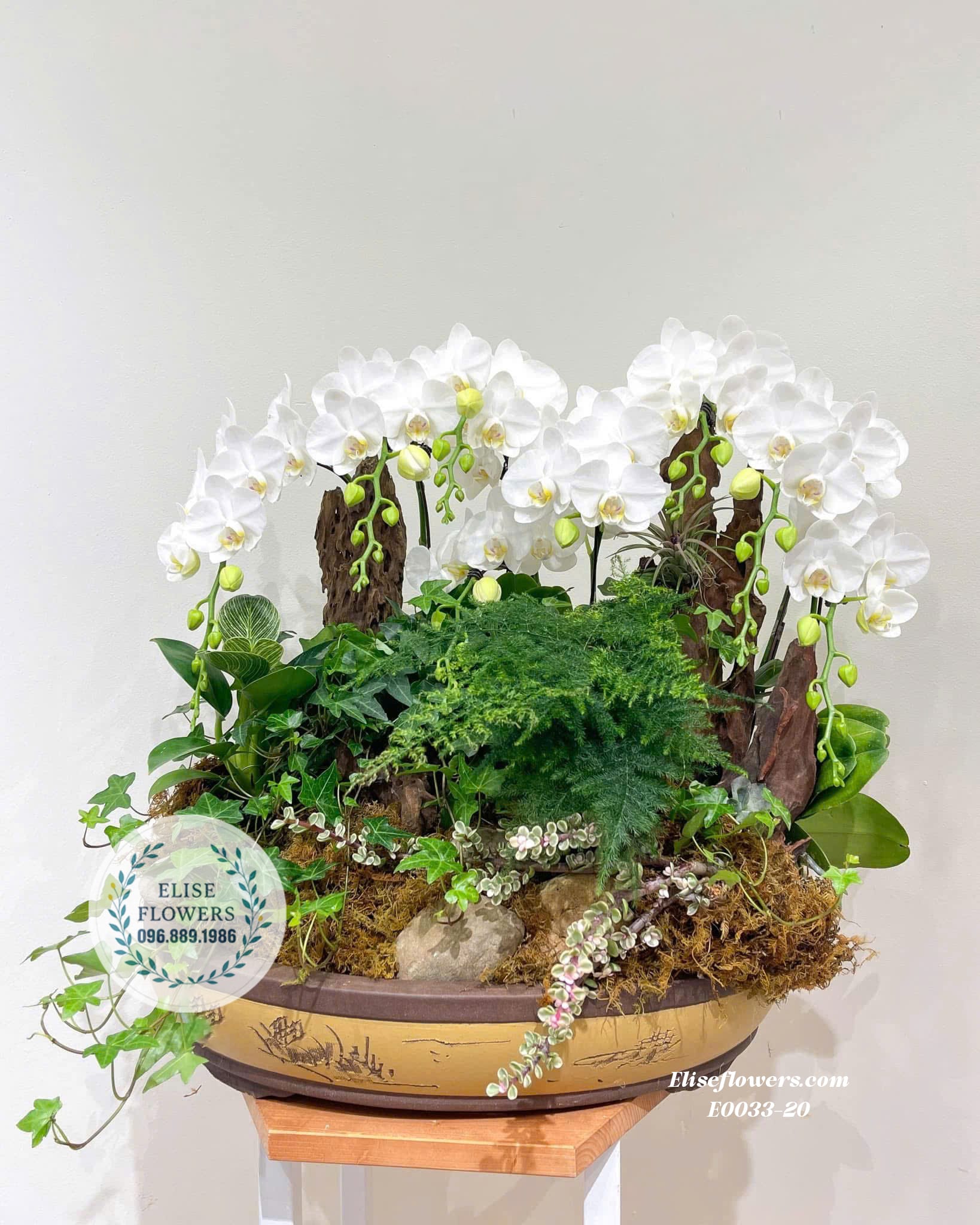 Lan Hồ Điệp Trằng Ghép Lũa Cao Cấp| Eliseflowers