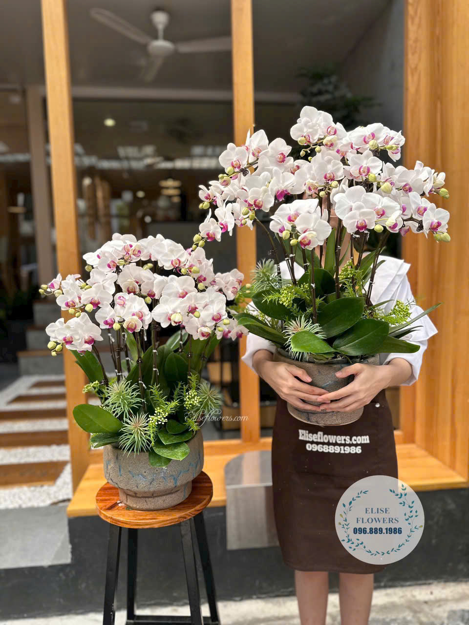 Chậu lan hồ điệp trắng mừng sinh nhật mẹ yêu