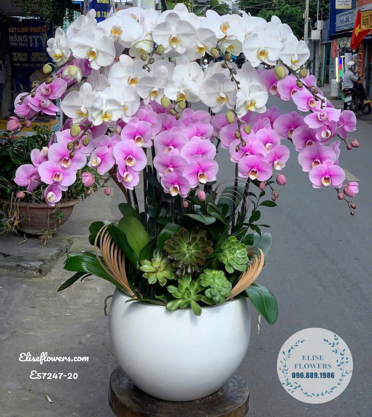 Chậu Lan Hồ Điệp Hồng mix trắng sang trọng