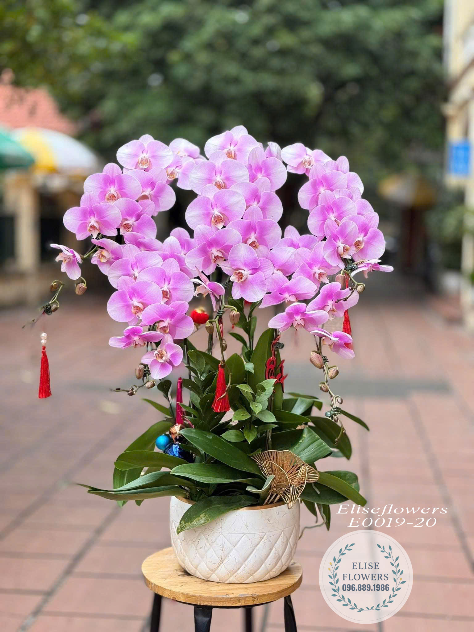 Chậu Lan Hồ Điệp Hồng Đẹp Trưng Tết Tại Từ Liêm| Điện Hoa Lan Hồ Điệp Hà Nội- Eliseflowers