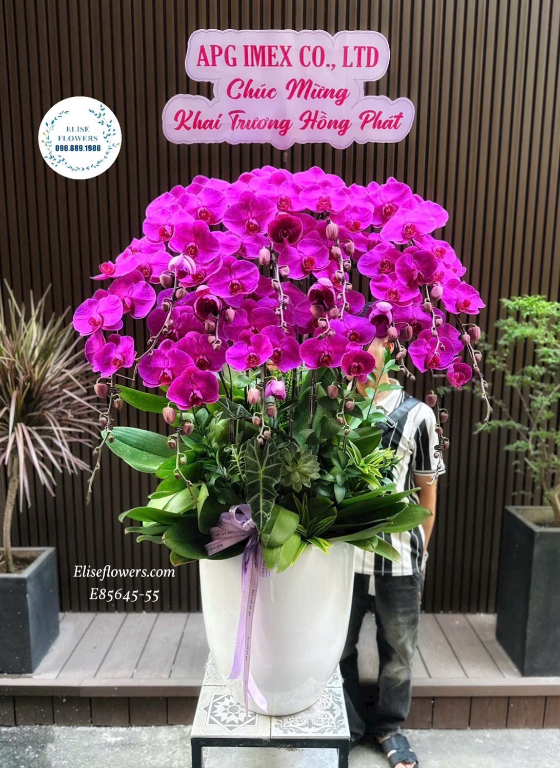 Chậu Lan Hồ Điệp Tím Cao Cấp Mừng Khai Trương Tại Cửa Hàng Eliseflowers