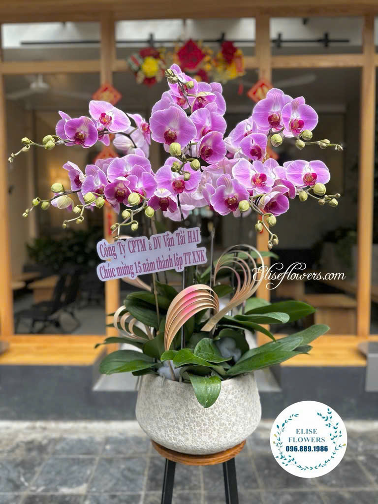 Chậu Lan Hồ Điệp Tím Cao Cấp Mừng Kỉ Niệm Thành Lập