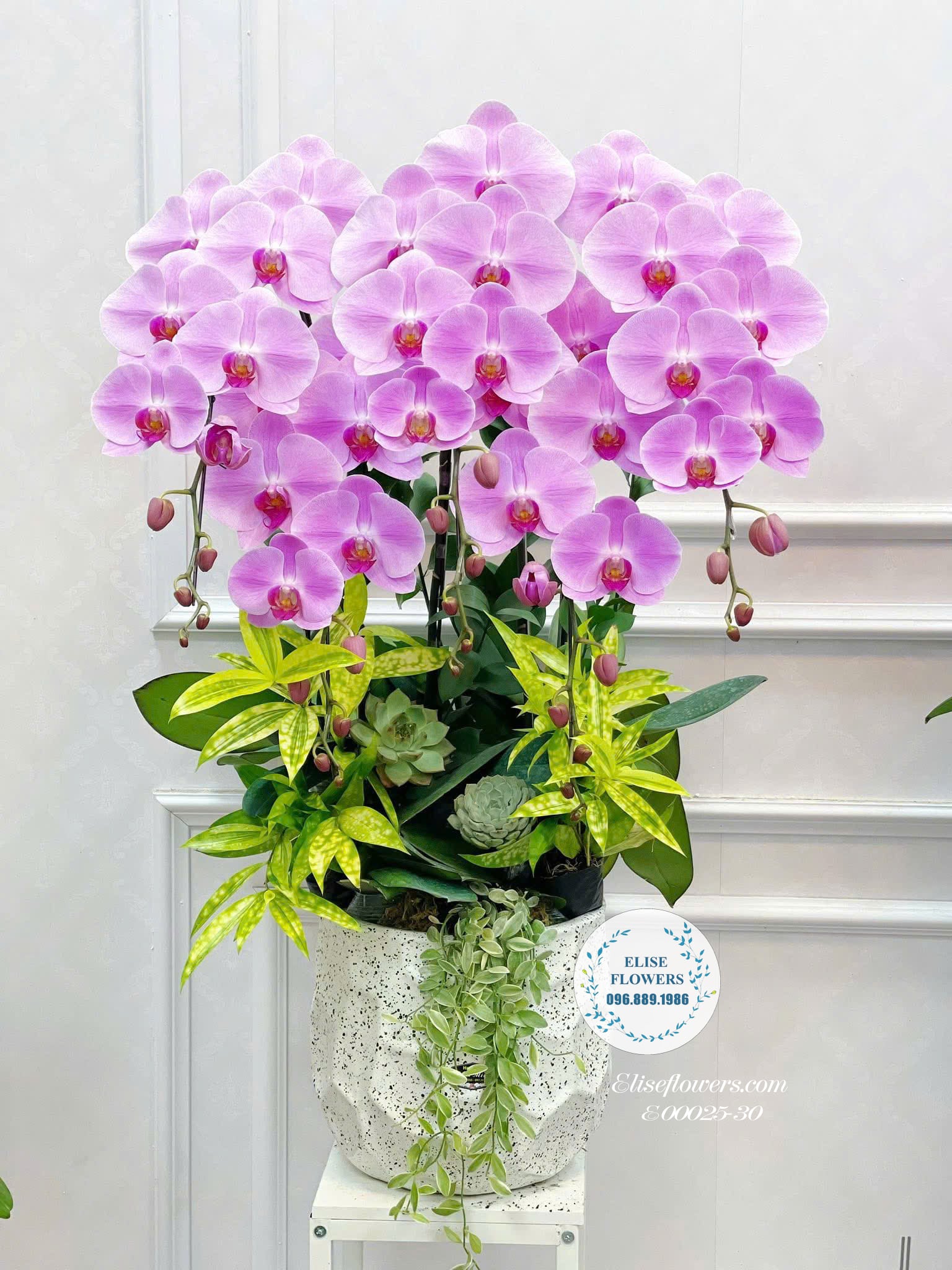 Chậu Lan Hồ Điệp Tím Tặng Mẹ- Món Quà Ý Nghĩa Và Sang Trọng| Eliseflowers