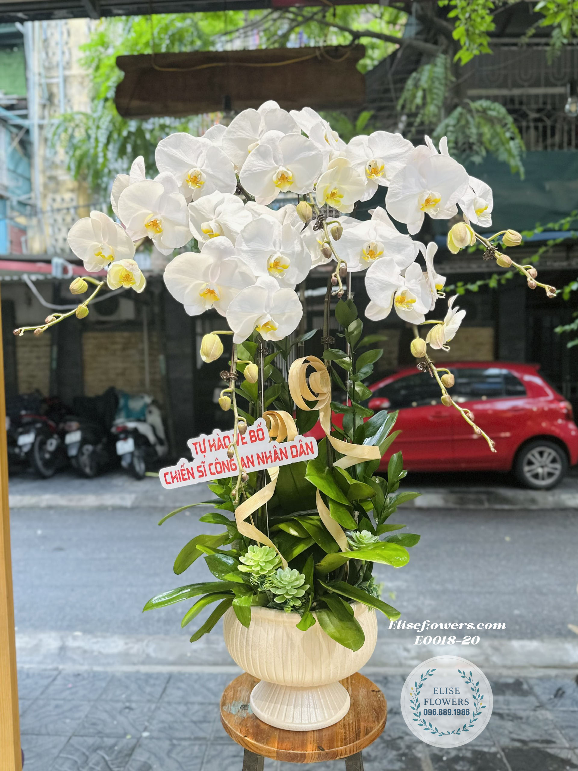 Chậu Lan Hồ Điệp Trắng 5 Cành- Quà Tặng Sang Trọng Và Ý Nghĩa| Eliseflowers
