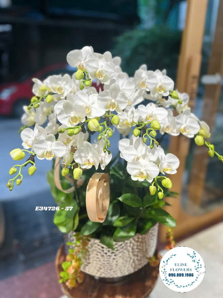 Chậu lan hồ điệp trắng trang trí sảnh văn phòng và quầy lễ tân