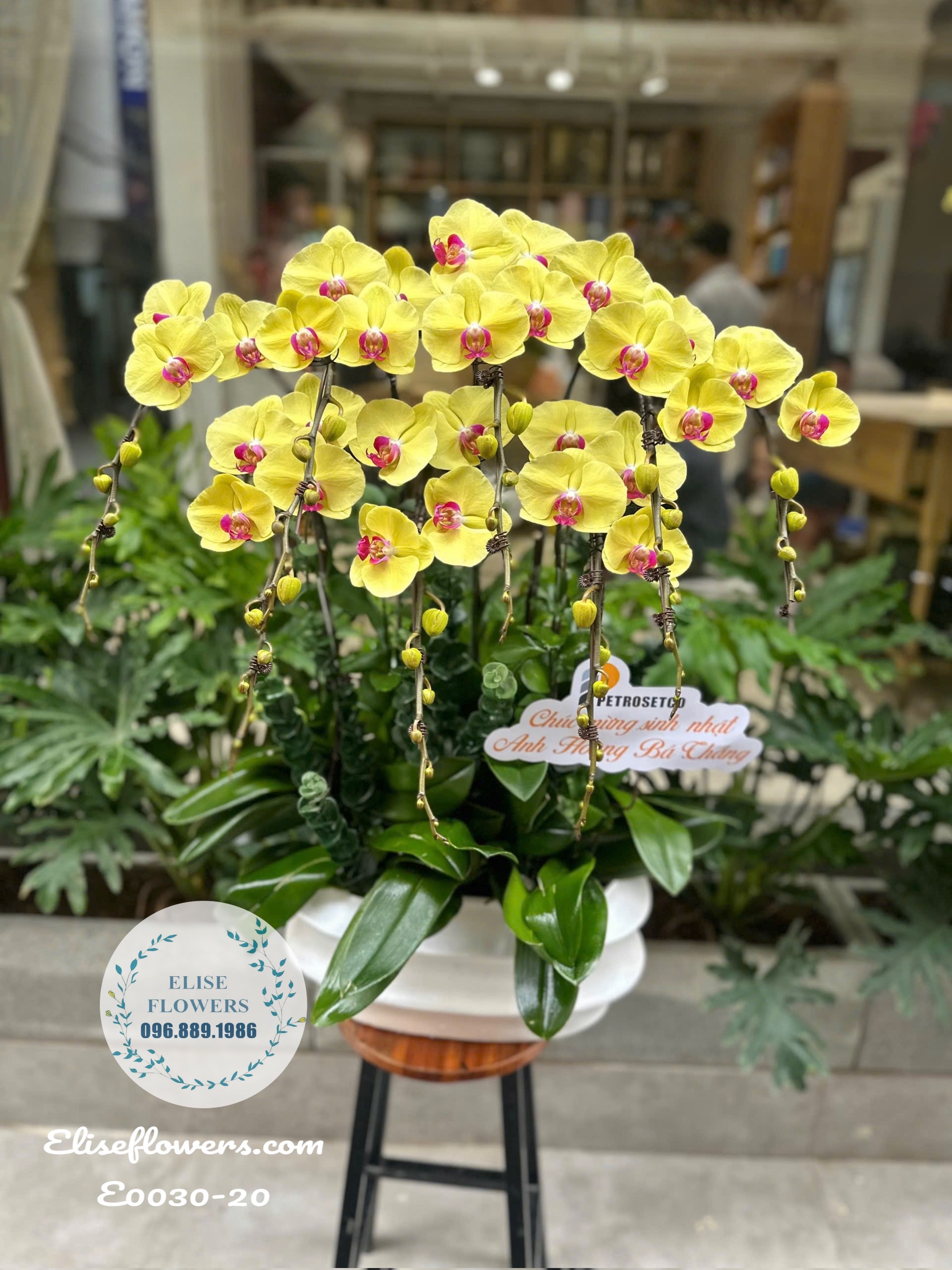 Chậu Lan Hồ Điệp Xanh Táo Cao Cấp Tặng Đối Tác Tại Cầu Giấy.