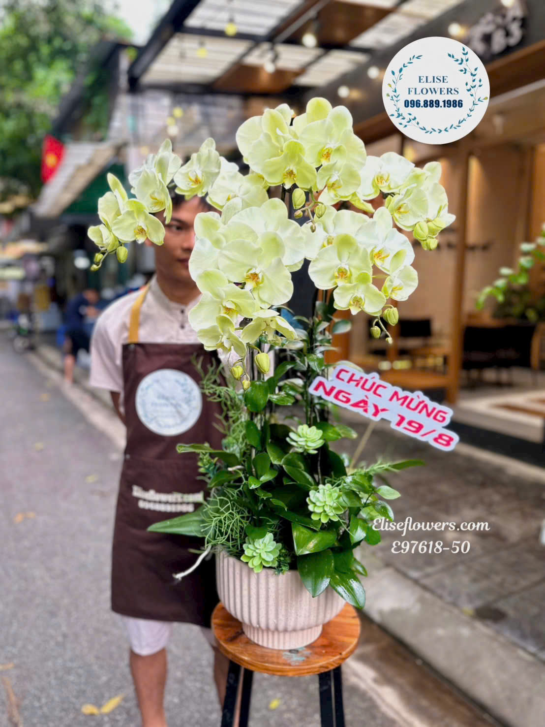 Chậu Lan Hồ Điệp Xanh Táo Giá Tốt Tại Eliseflowers