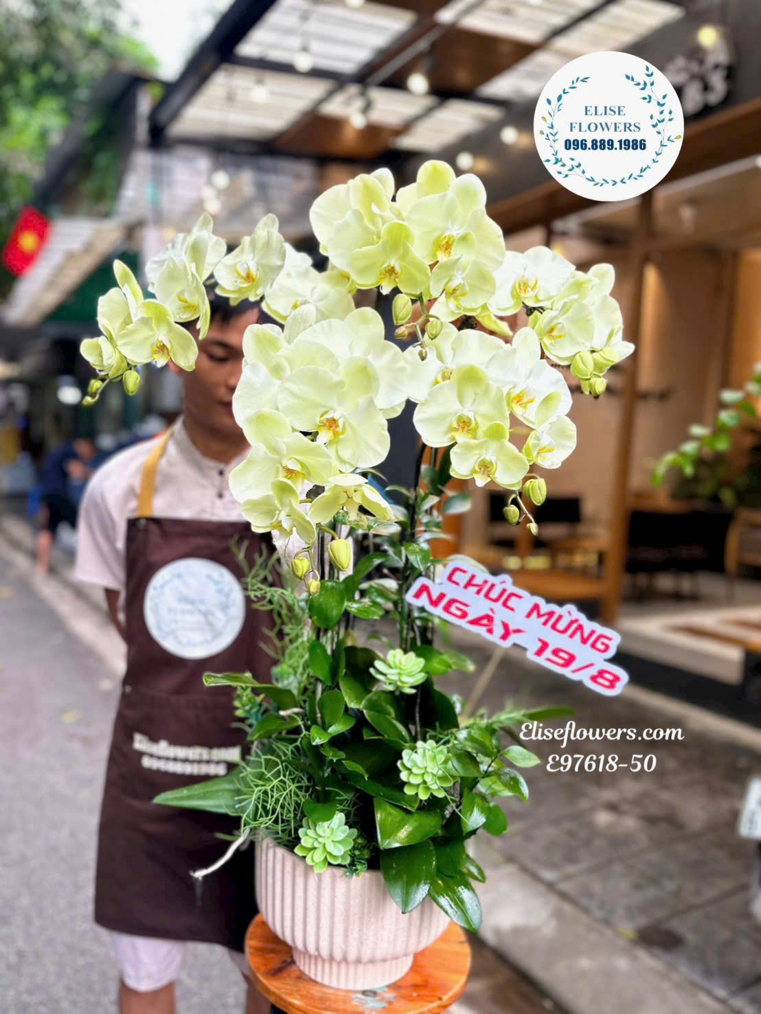 Chậu Lan Hồ Điệp Xanh Táo Giá Tốt Tại Eliseflowers