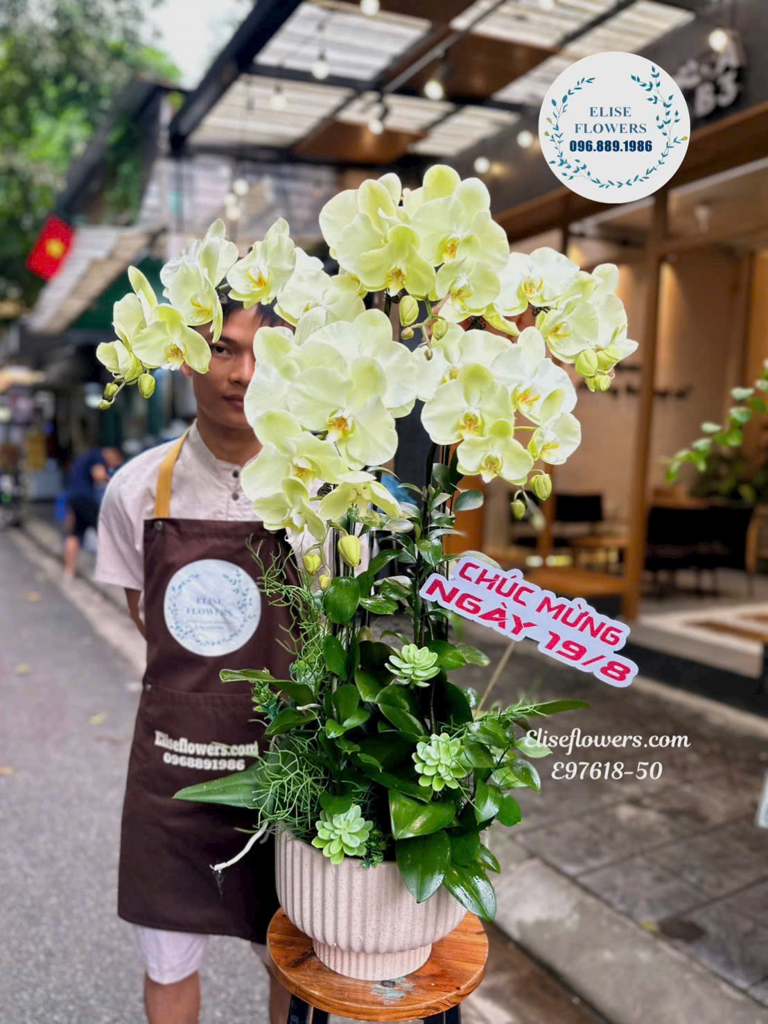 Chậu Lan Hồ Điệp Xanh Táo Giá Tốt Tại Eliseflowers