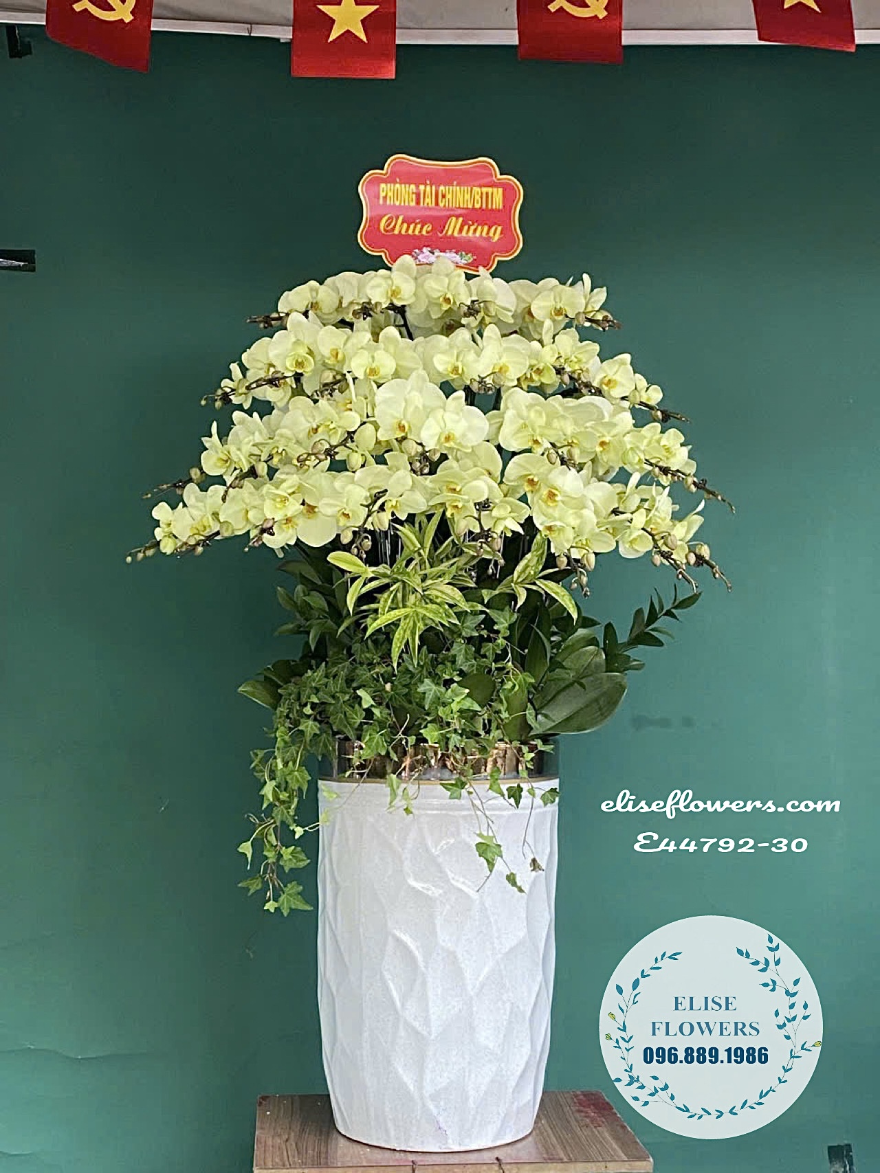 Chậu Lan Hồ Điệp xanh táo mừng sinh nhật công ty