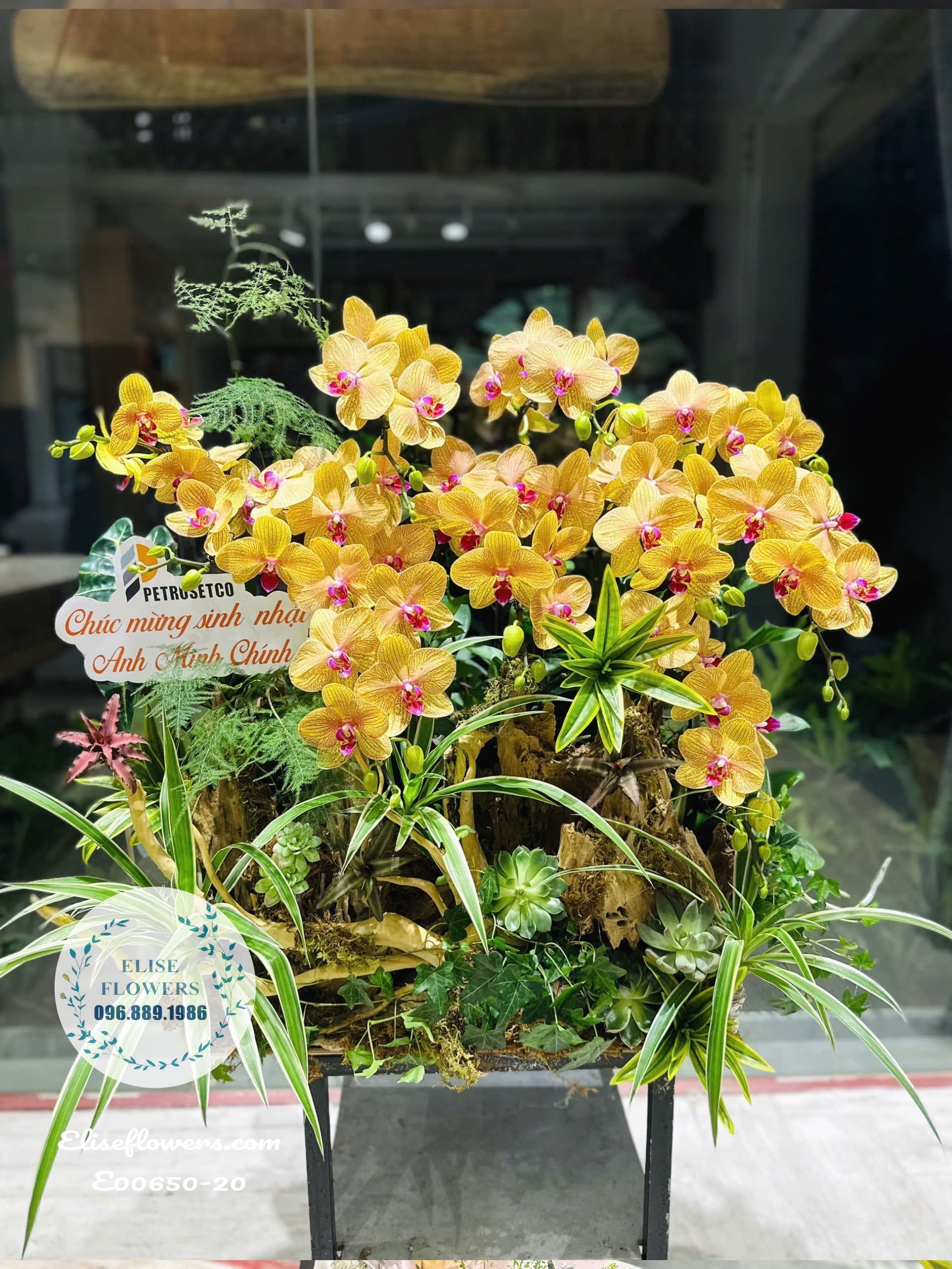 Chậu Lan Hồ Điệp Cam Vàng Sọc Ghép Lũa Cao Cấp – Đẳng Cấp Quà Tặng Phong Thủy