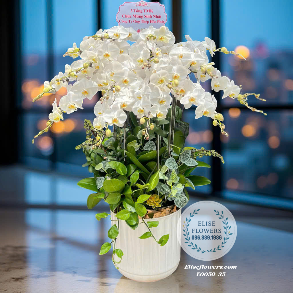 Chậu Lan Hồ Điệp Trắng Đẹp, Lan Hồ Điệp Cao Cấp Trưng Tết Tại Eliseflowers