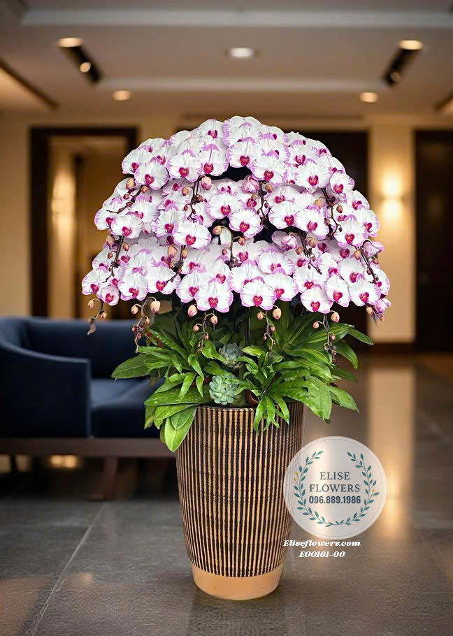 Lan Hồ Điệp Hà Nội. Chậu Lan Hò Điệp Màu Sắc Độc Đáo- Món Quà Sang Trọng Và Ý Nghĩa Tại Tây Hồ| Eliseflowers