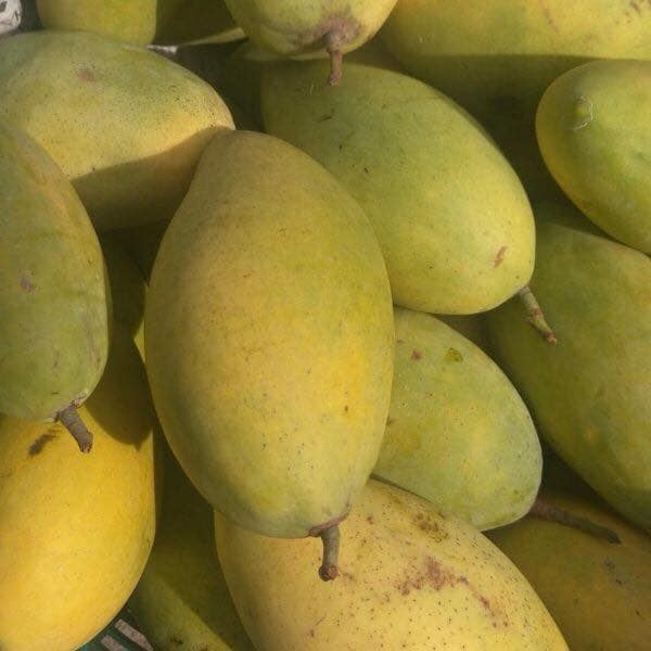 Xoài vườn nhà
