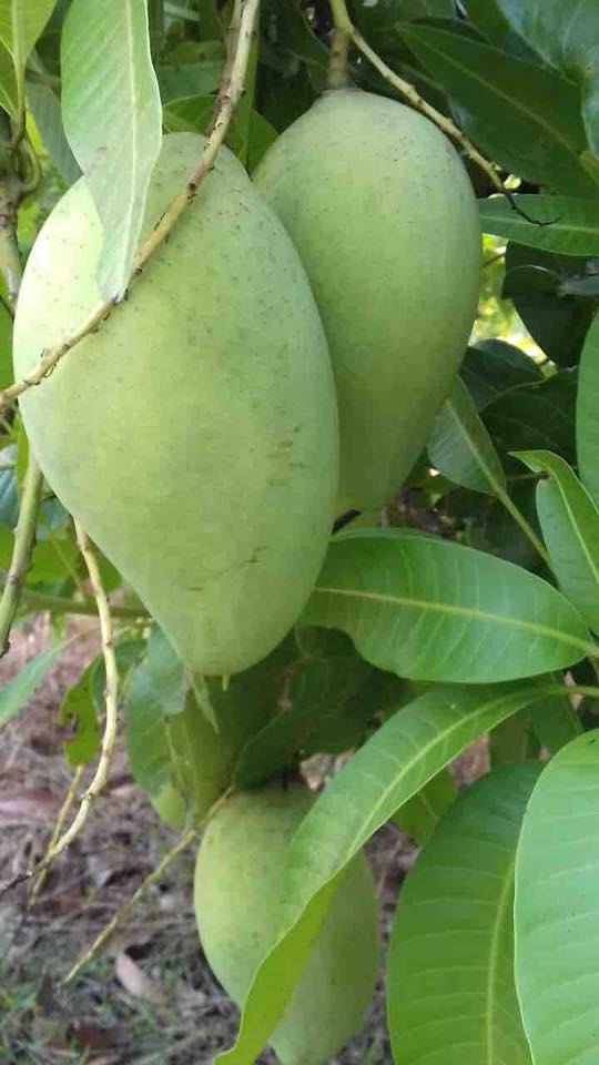 Xoài cát hoà lộc