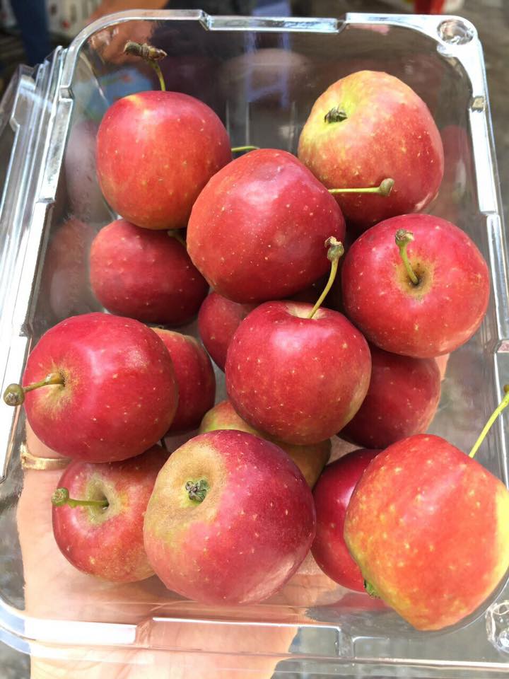 Táo mini Úc - Apple Mini
