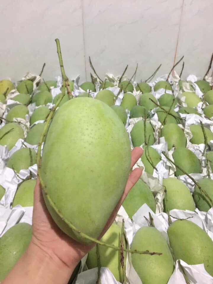 Xoài cát