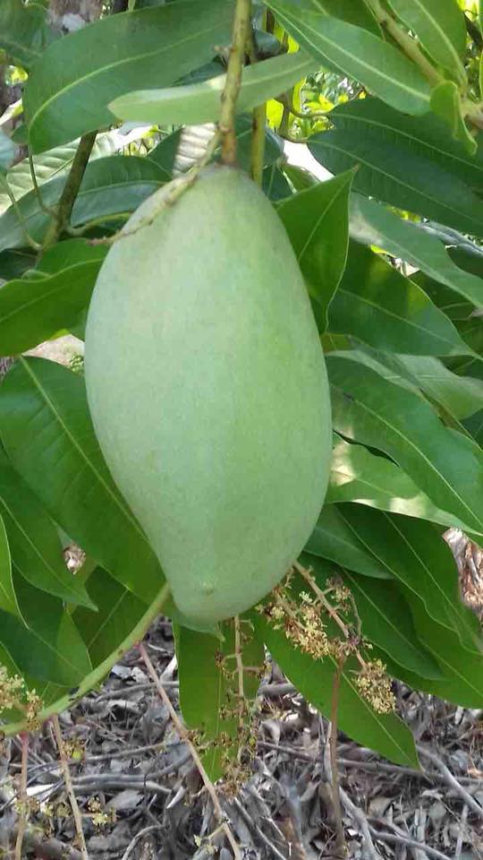 Xoài cát hoà lộc
