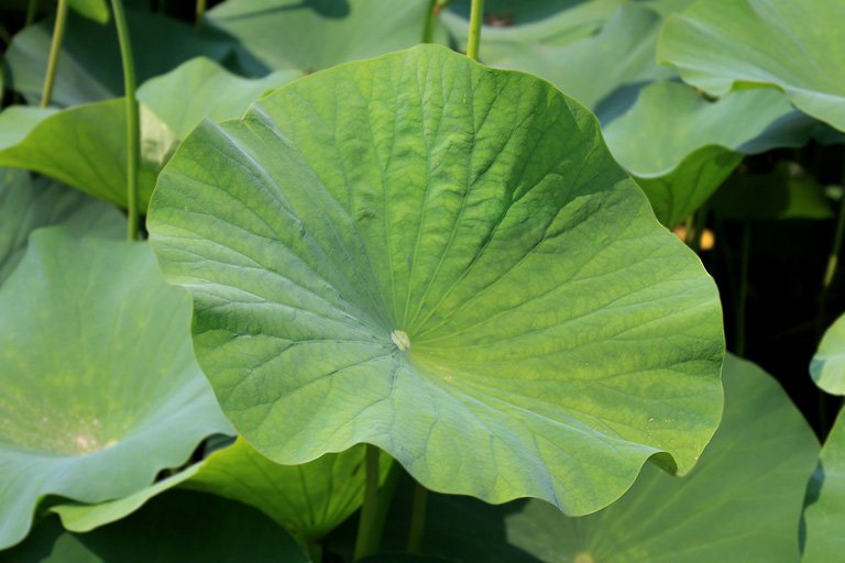 LÁ SEN - DƯỢC LIỆU DÂN GIAN CHỮA BÁCH BỆNH
