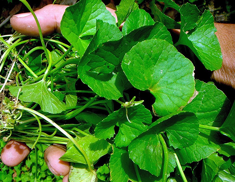 Bột rau má là gì?