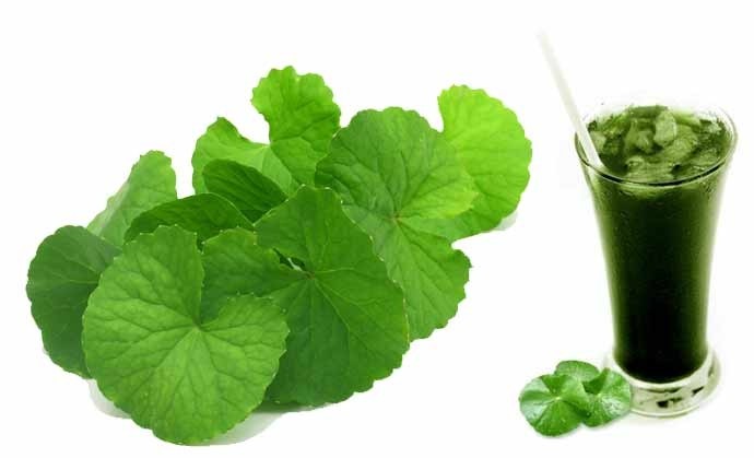 Cách giải độc gan và giải rượu bằng bột rau má
