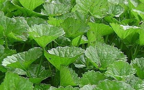 Rau má có tác dụng tăng trí nhớ hiệu quả
