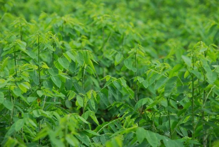 ĂN RAU NGÓT CÓ TÁC DỤNG GÌ?